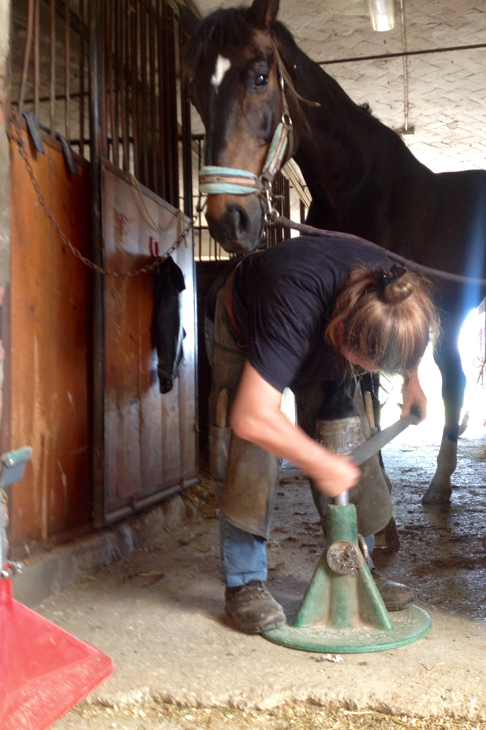 equine pedicures