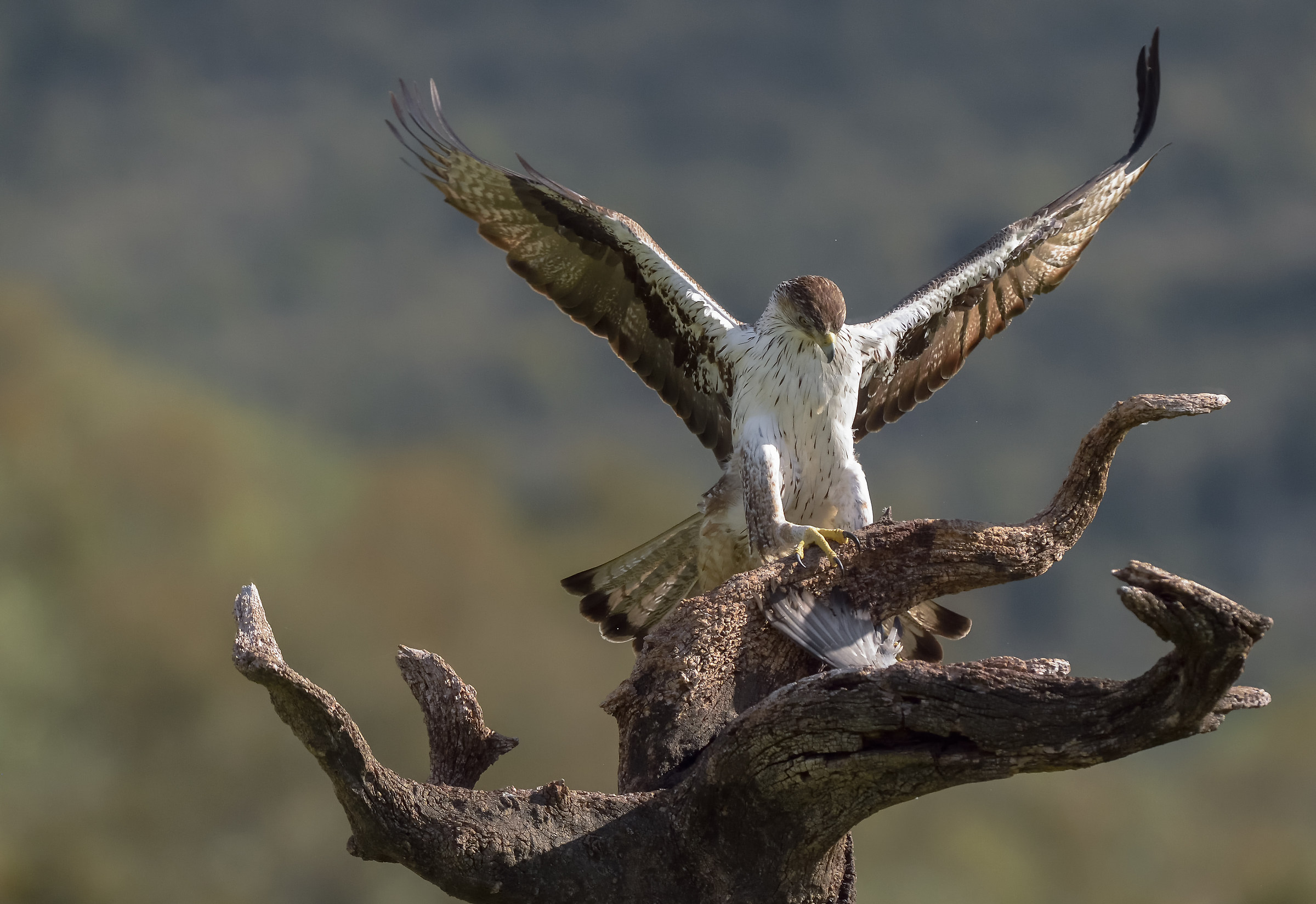 Bonelli's Eagle