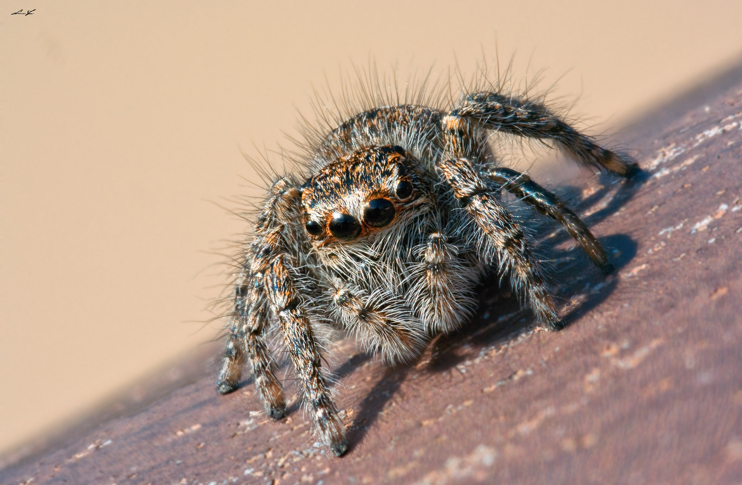 Ci manca ruggisca...