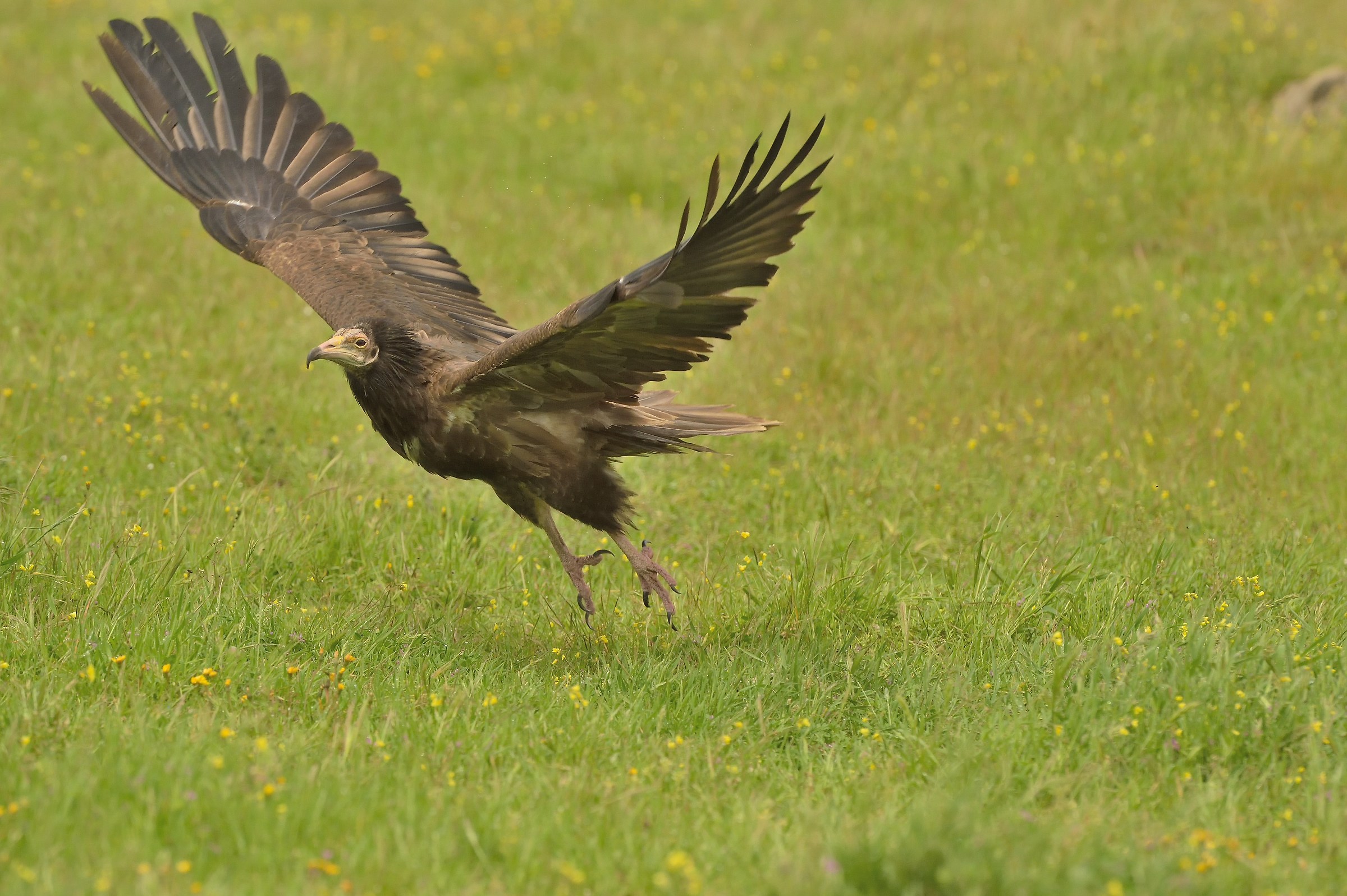 Fledging of the Egyptian vulture