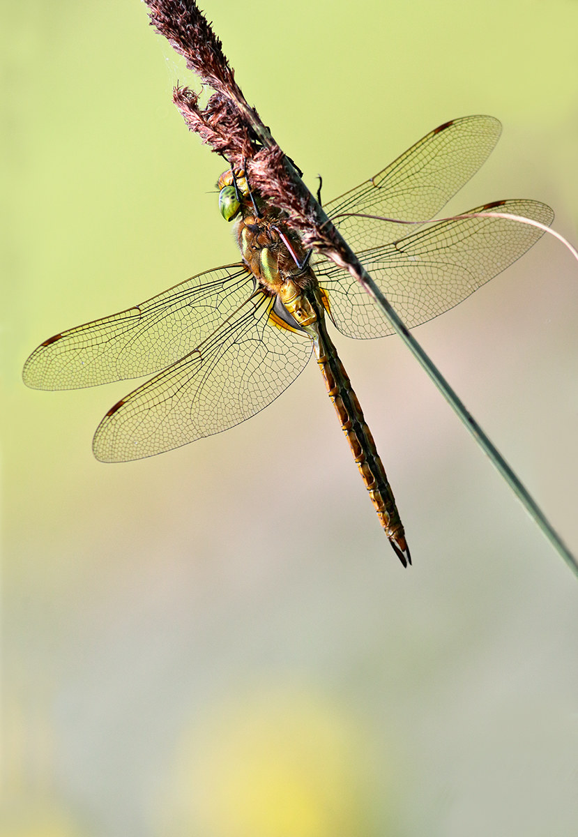 Aeshna isosceles 2016 - Footbath N ° 1000