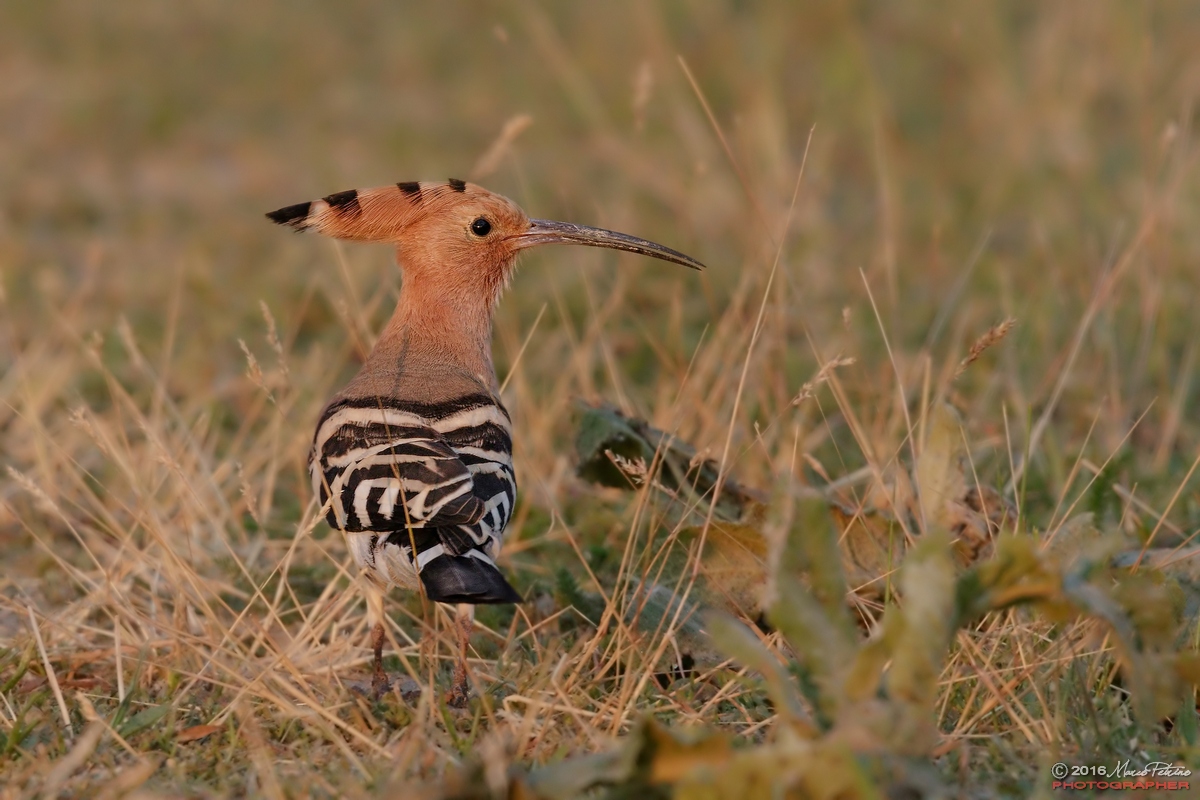 Hoopoe (Upupa epops)