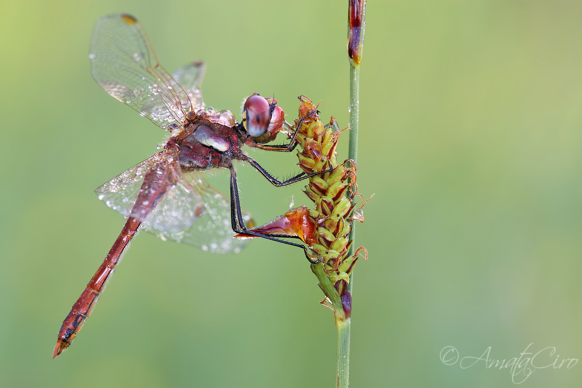 Sympetrum fonscolombii (Selys, 1840)