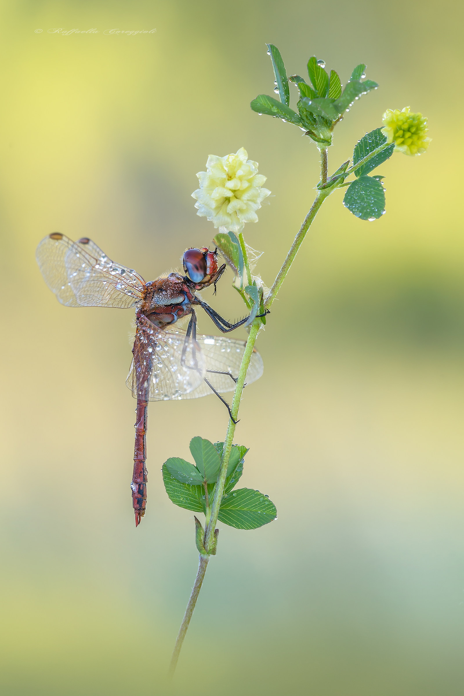 sympetrum fonscolombii