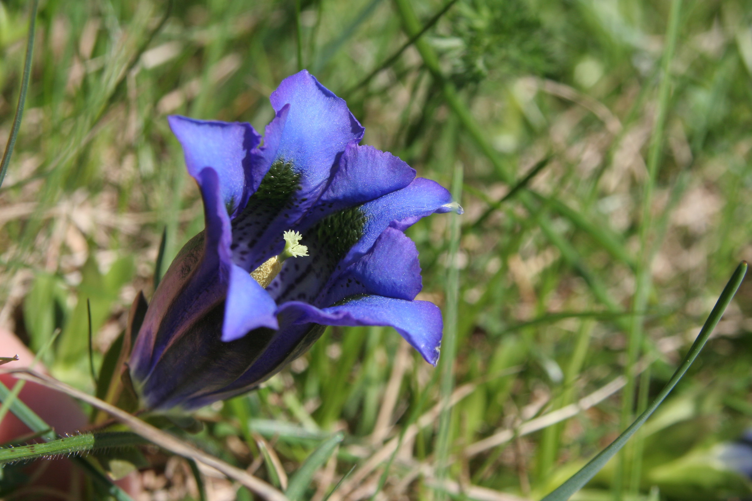 Genzianella_Gentiana acaulis