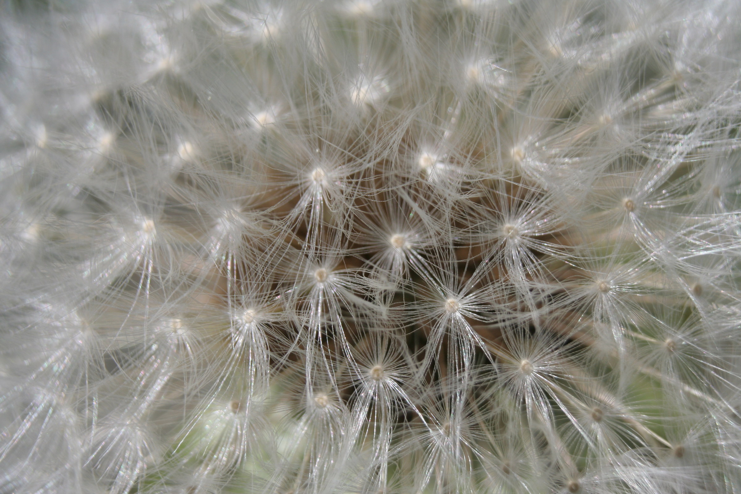 Taraxacum officinalis, Dandelion