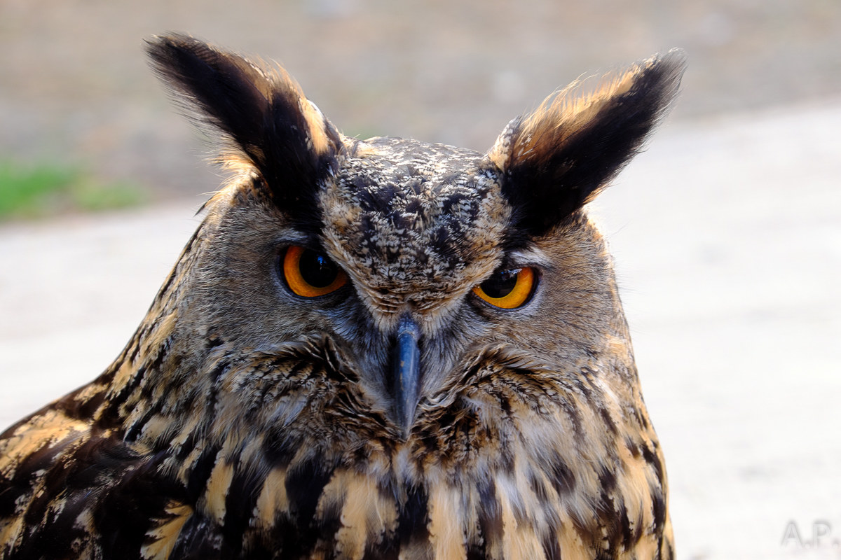 eagle owl