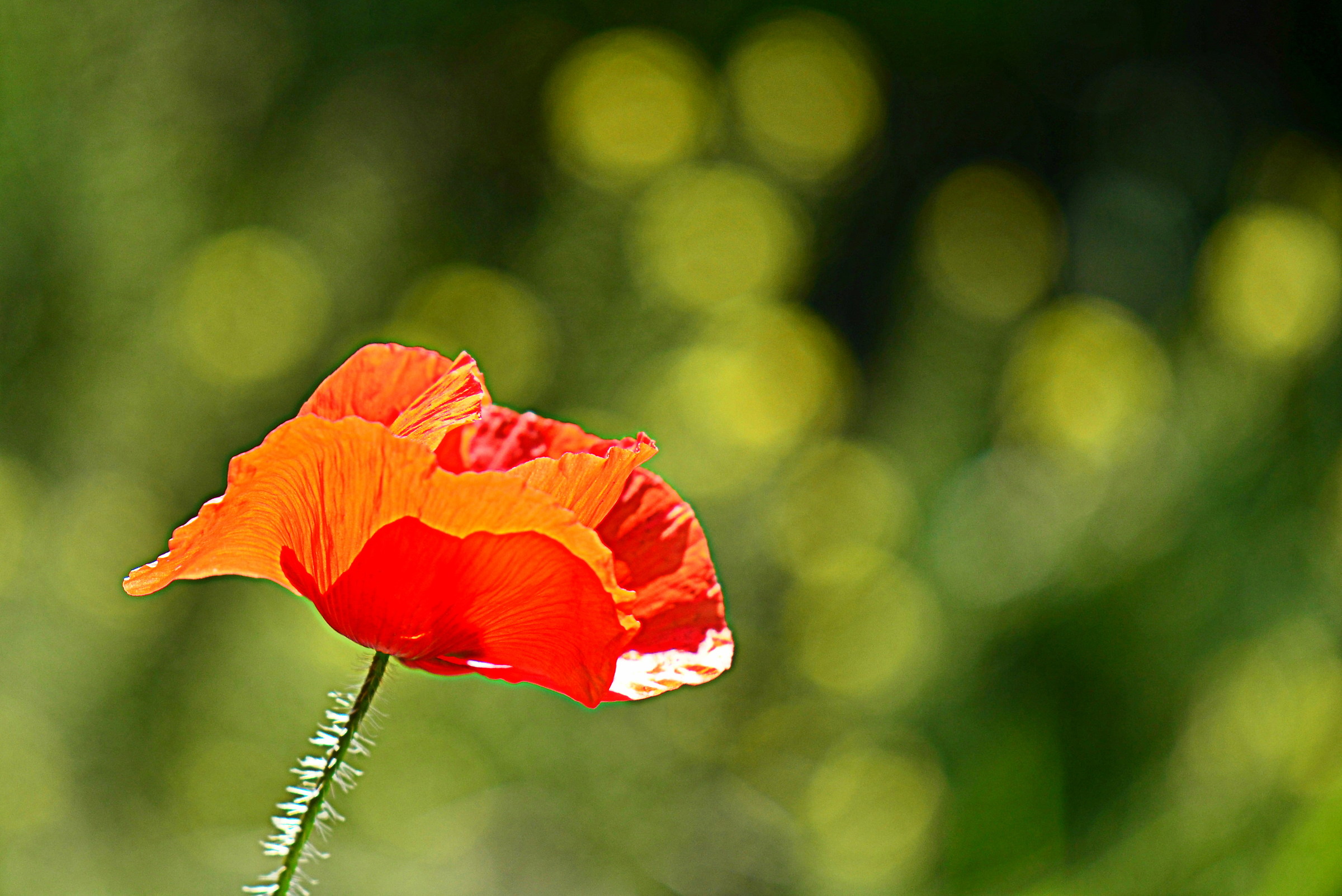 and 'only a red poppy