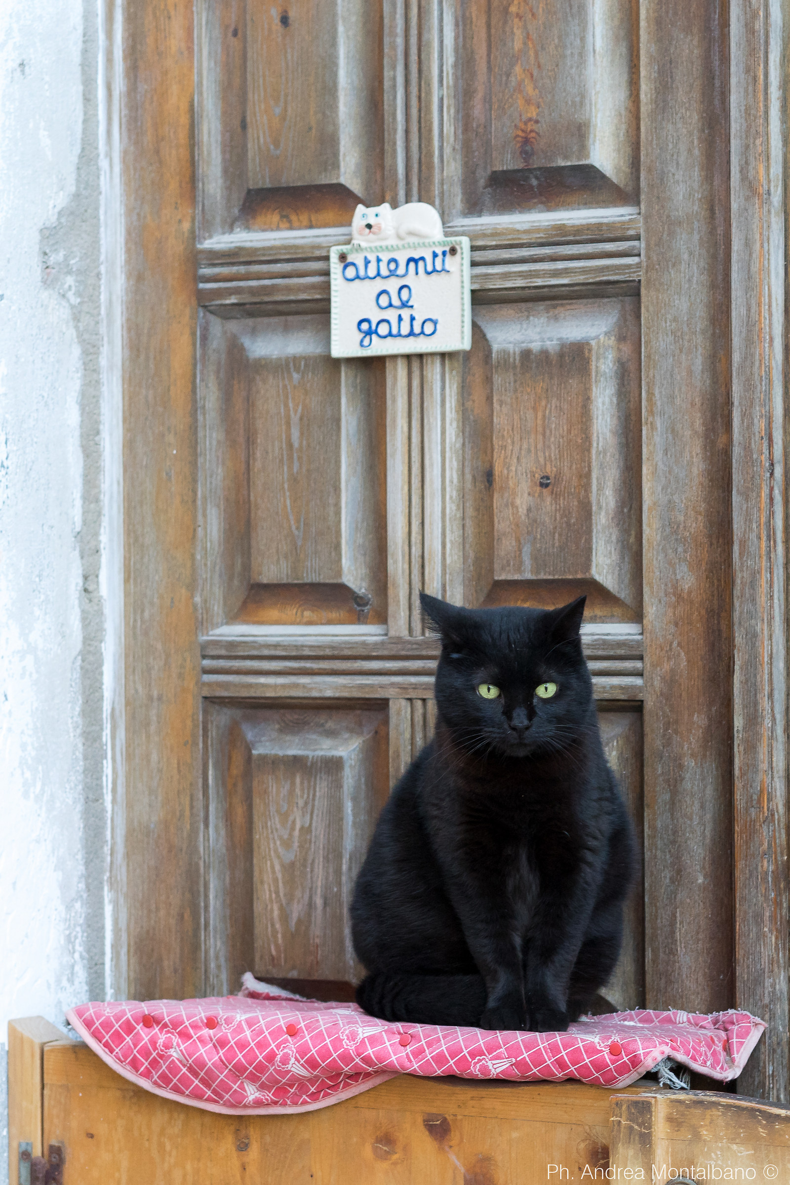 pay attention to the cat