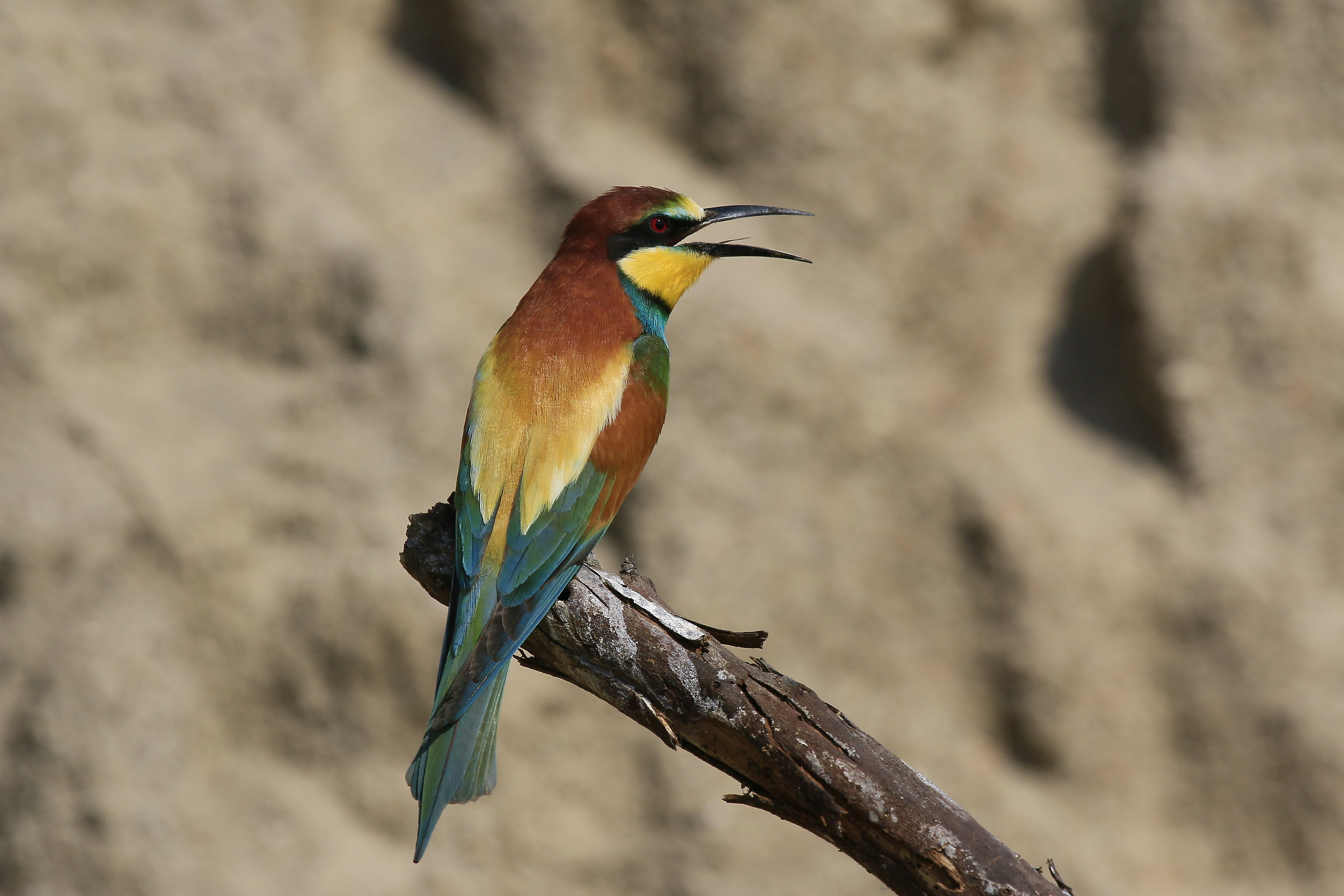 Bee Eater