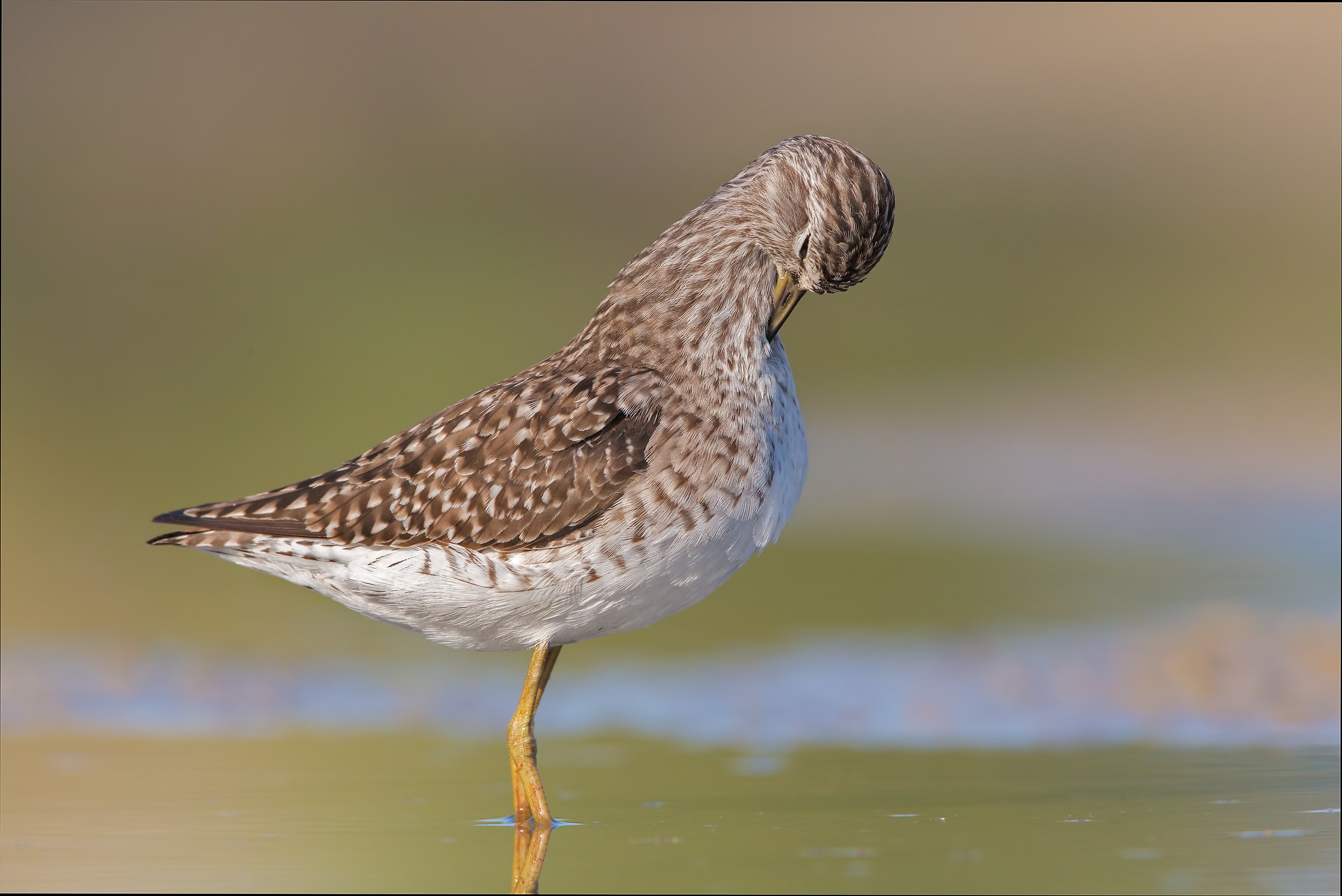 Wood Sandpiper
