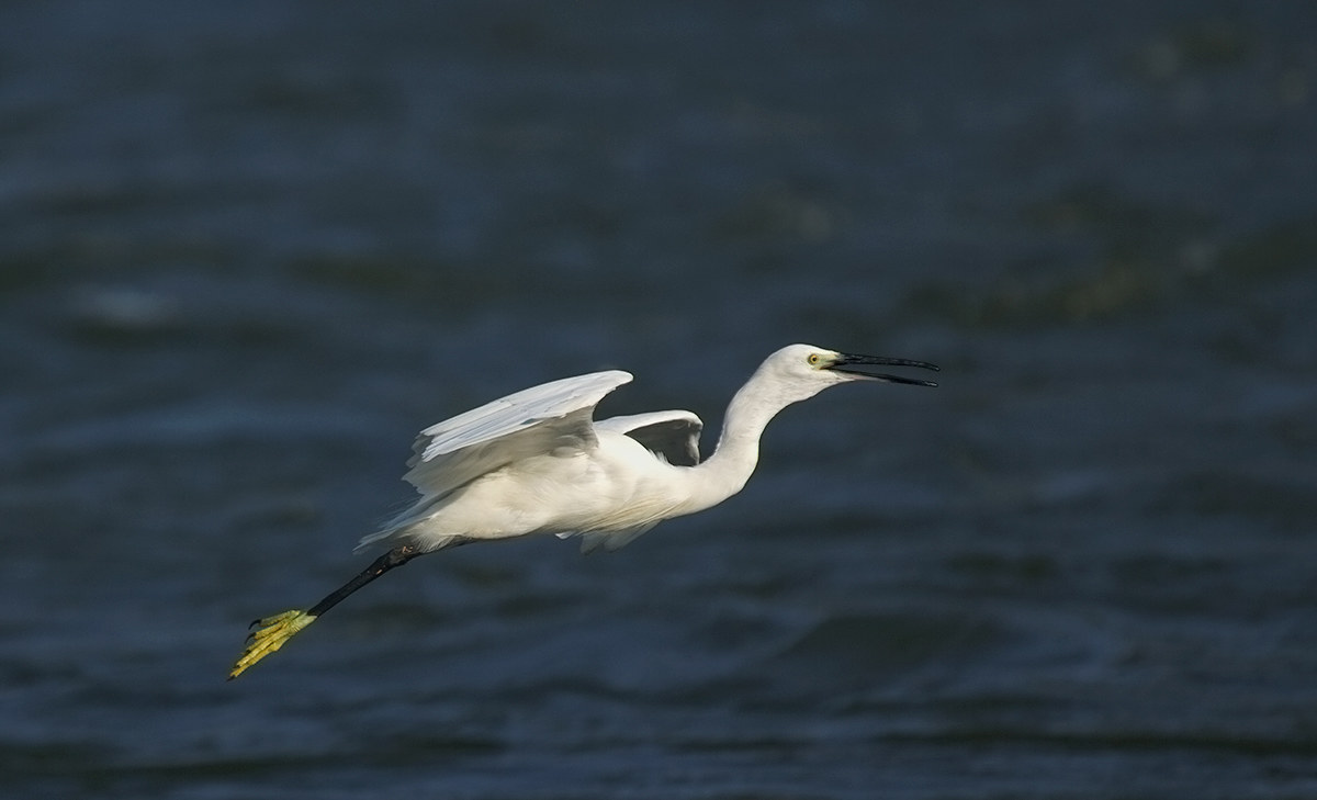 Little Egret in flight.