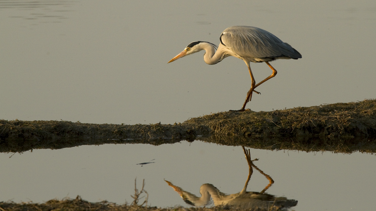 A Heron in the mirror