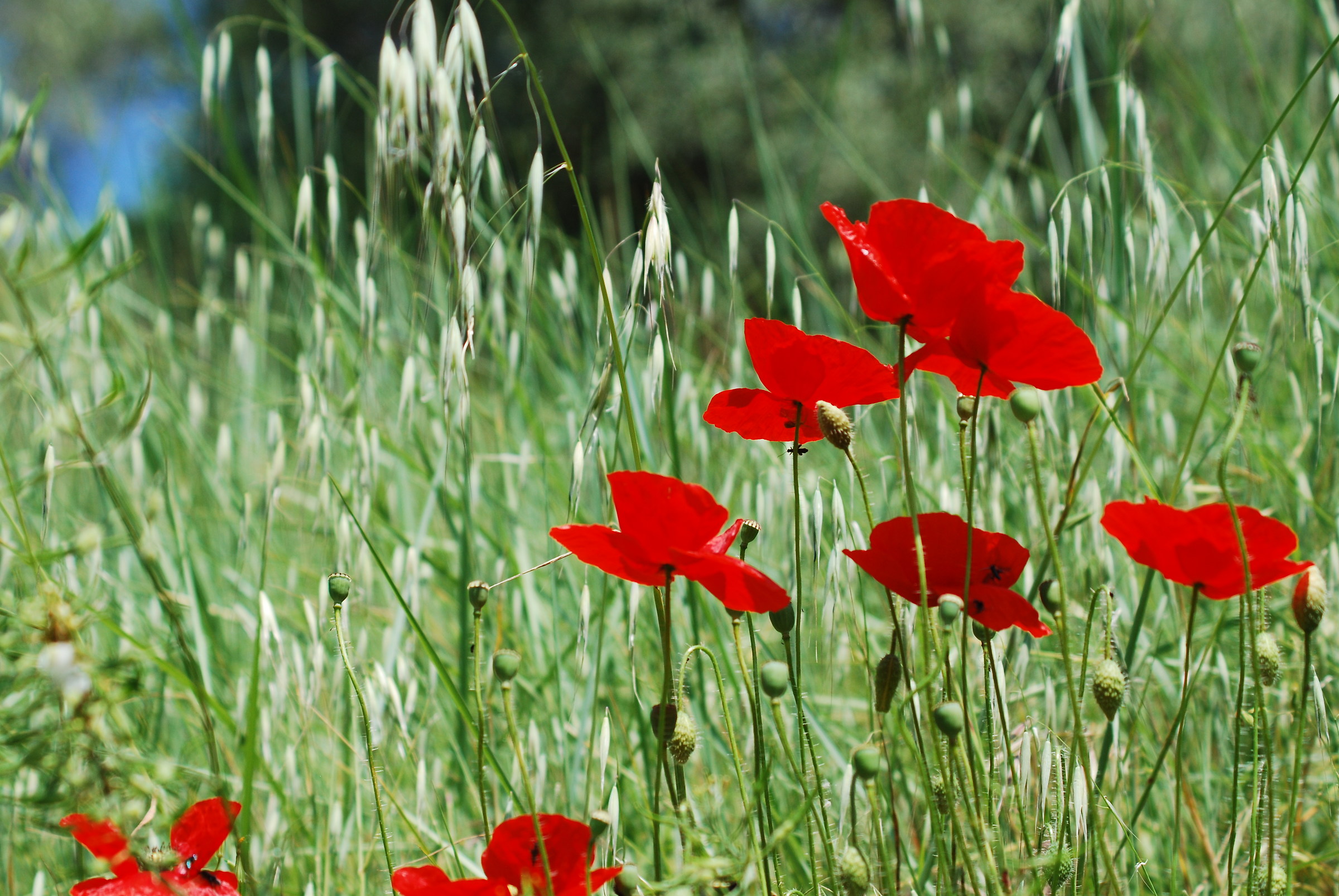 poppies