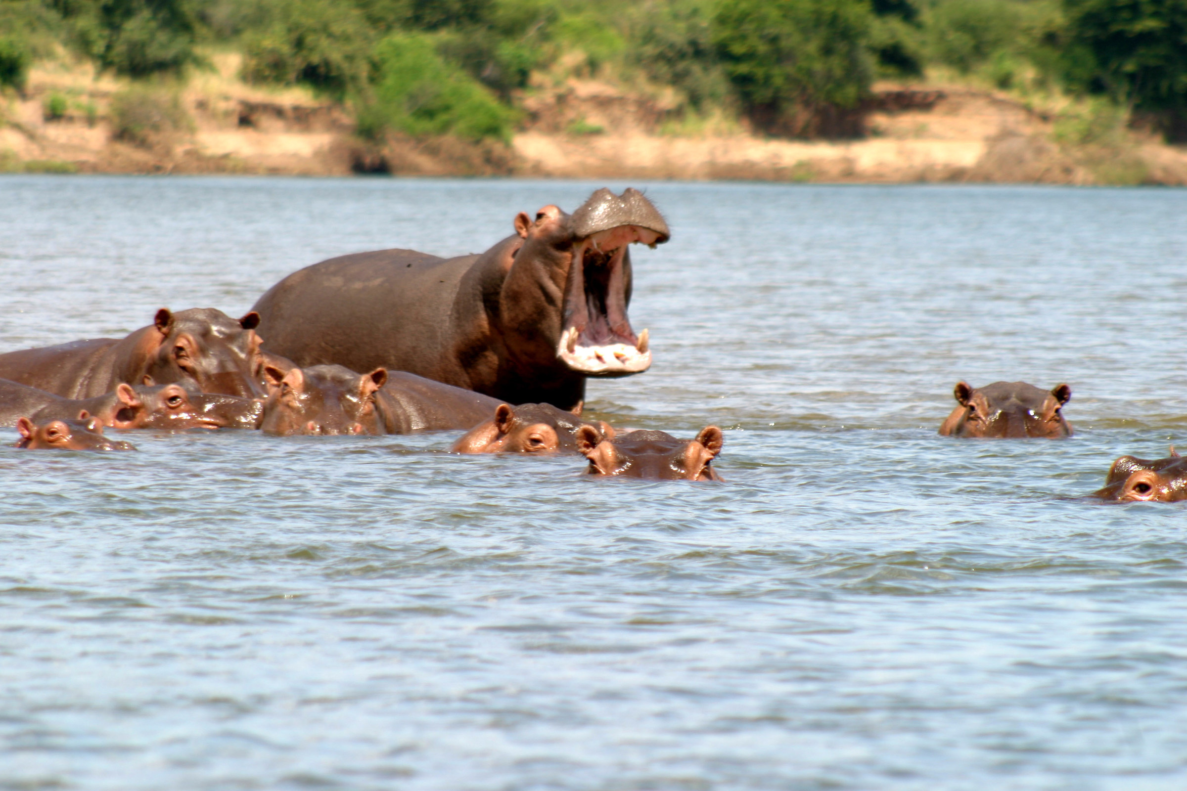 Hippopotamus