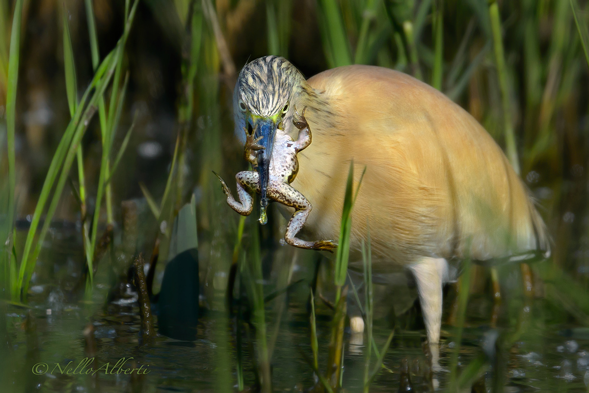 sgarza ciuffetto  con rana