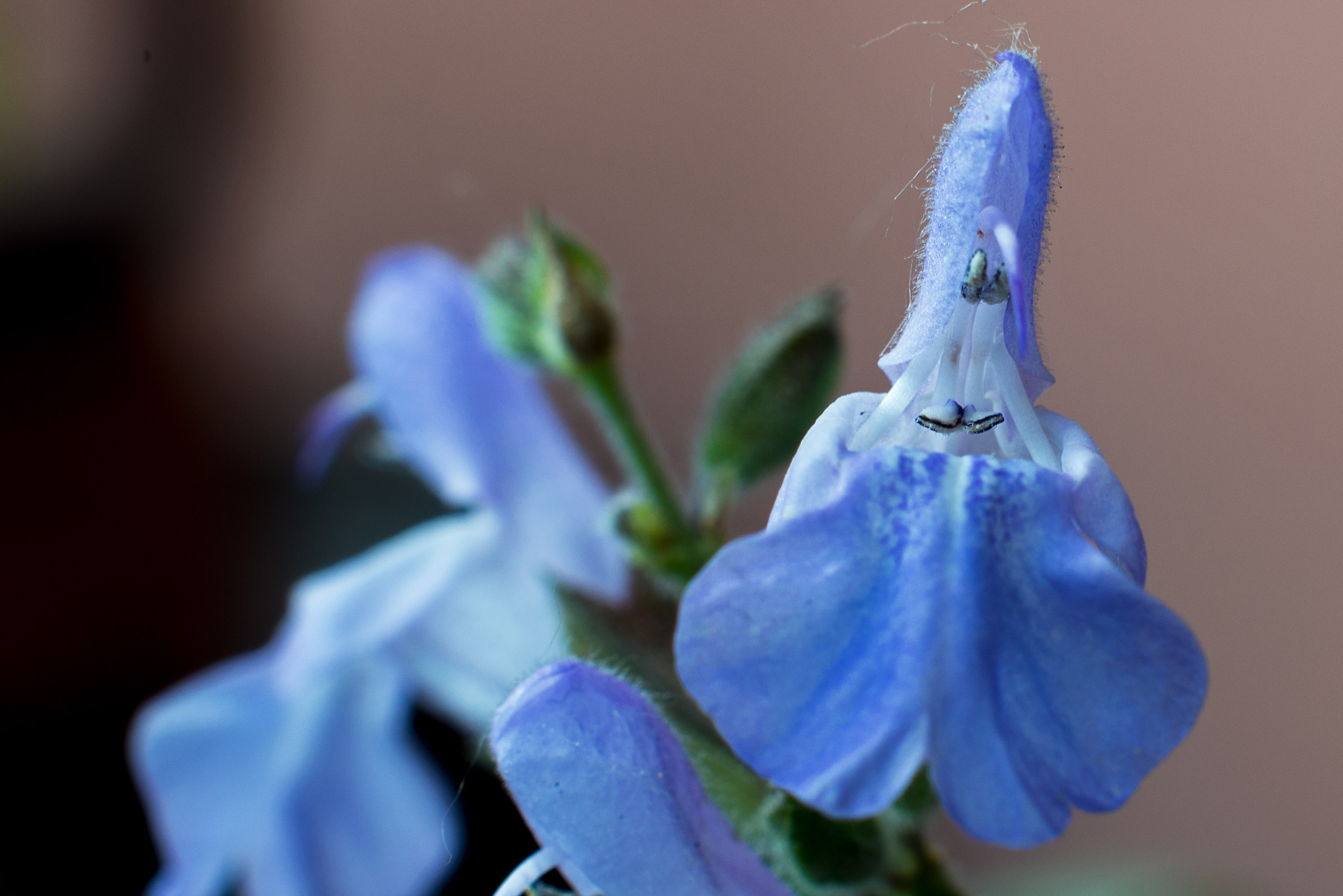 The tiny flowers of sage