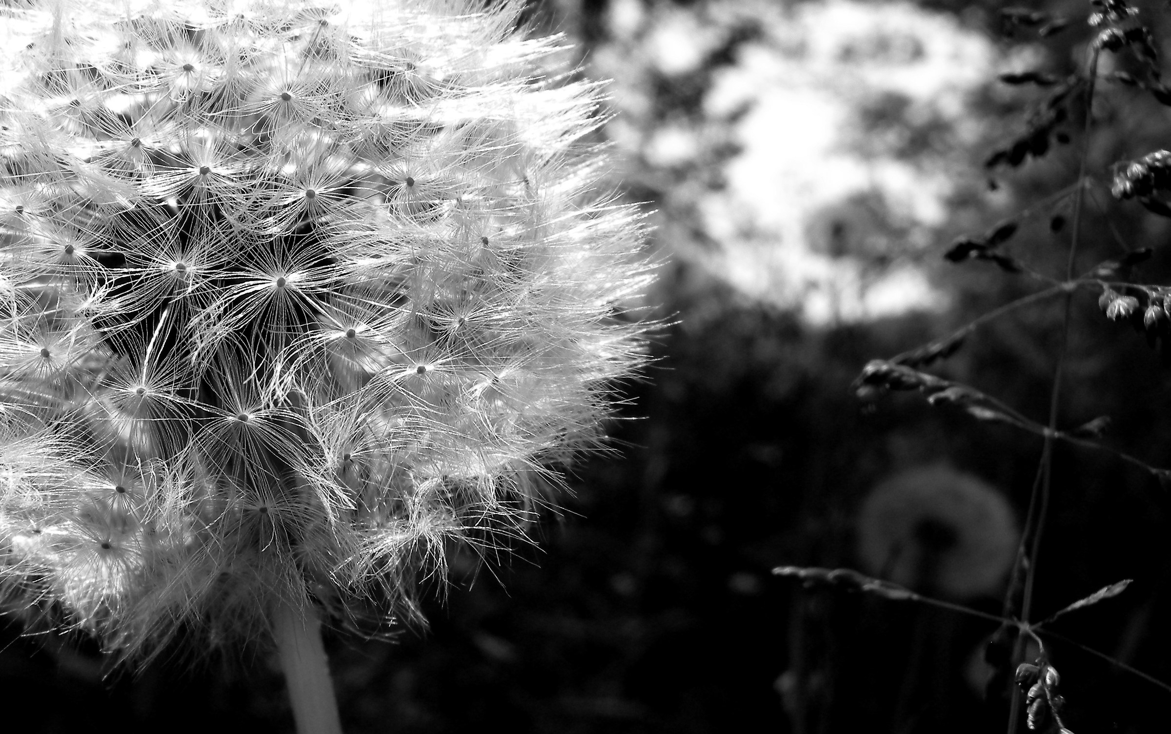Dandelion-infructescence