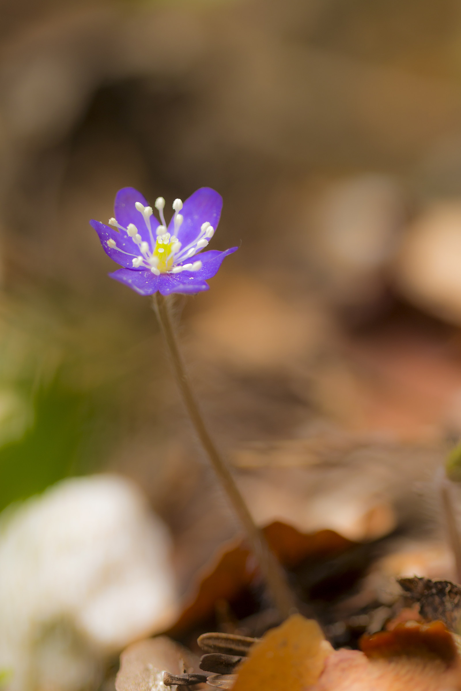 Hepatica Nobilis