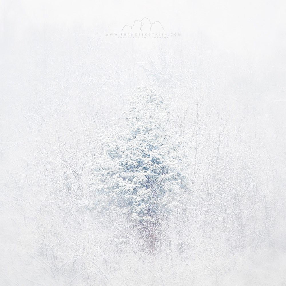 The guardian of the forest