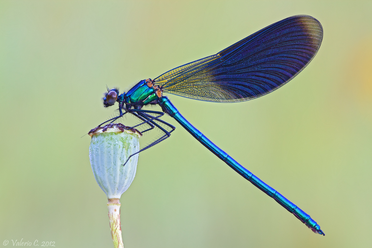 Calopteryx splendens