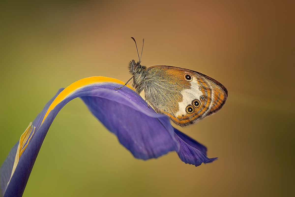Coenonympha arcania