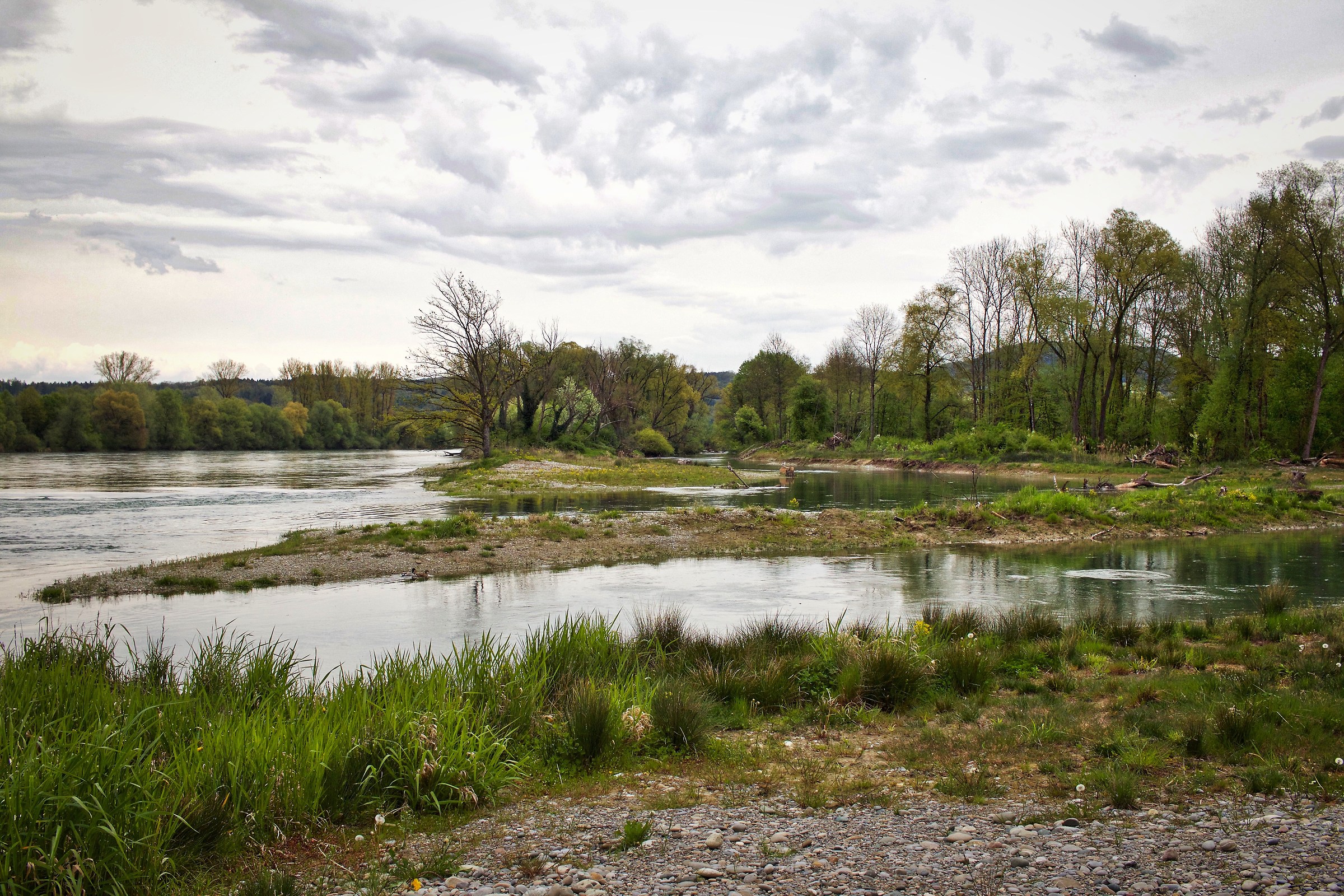 Auerschutzpark Aargau (ch) - the Rhine River