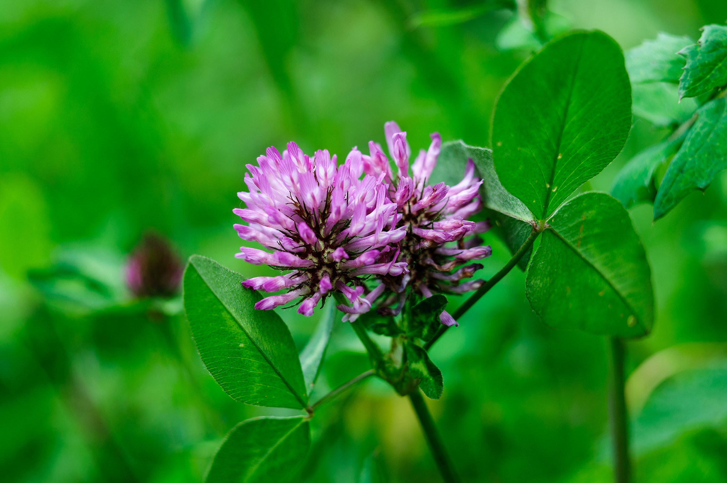 Flower clover country