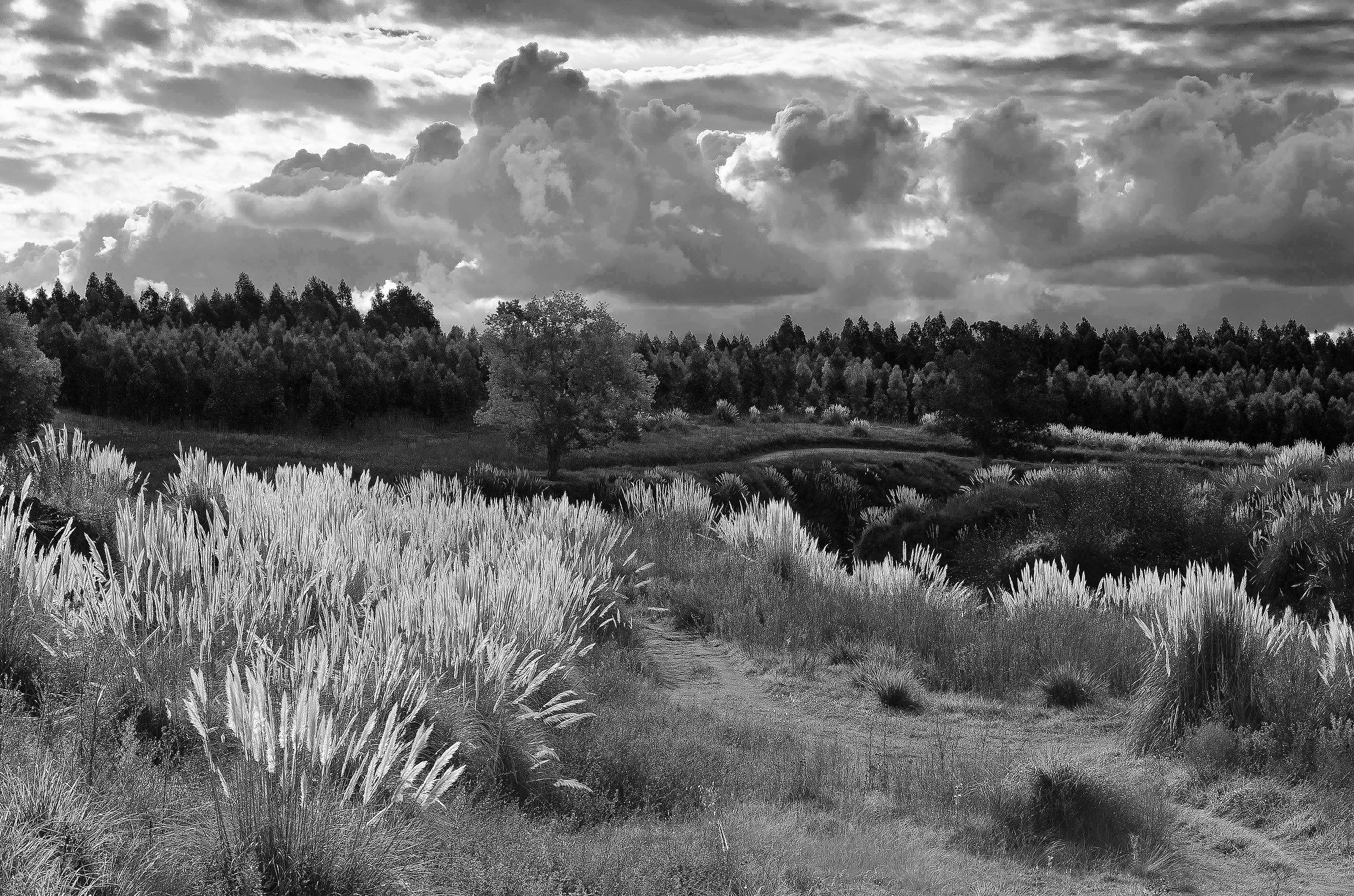 il sentiero e la strada