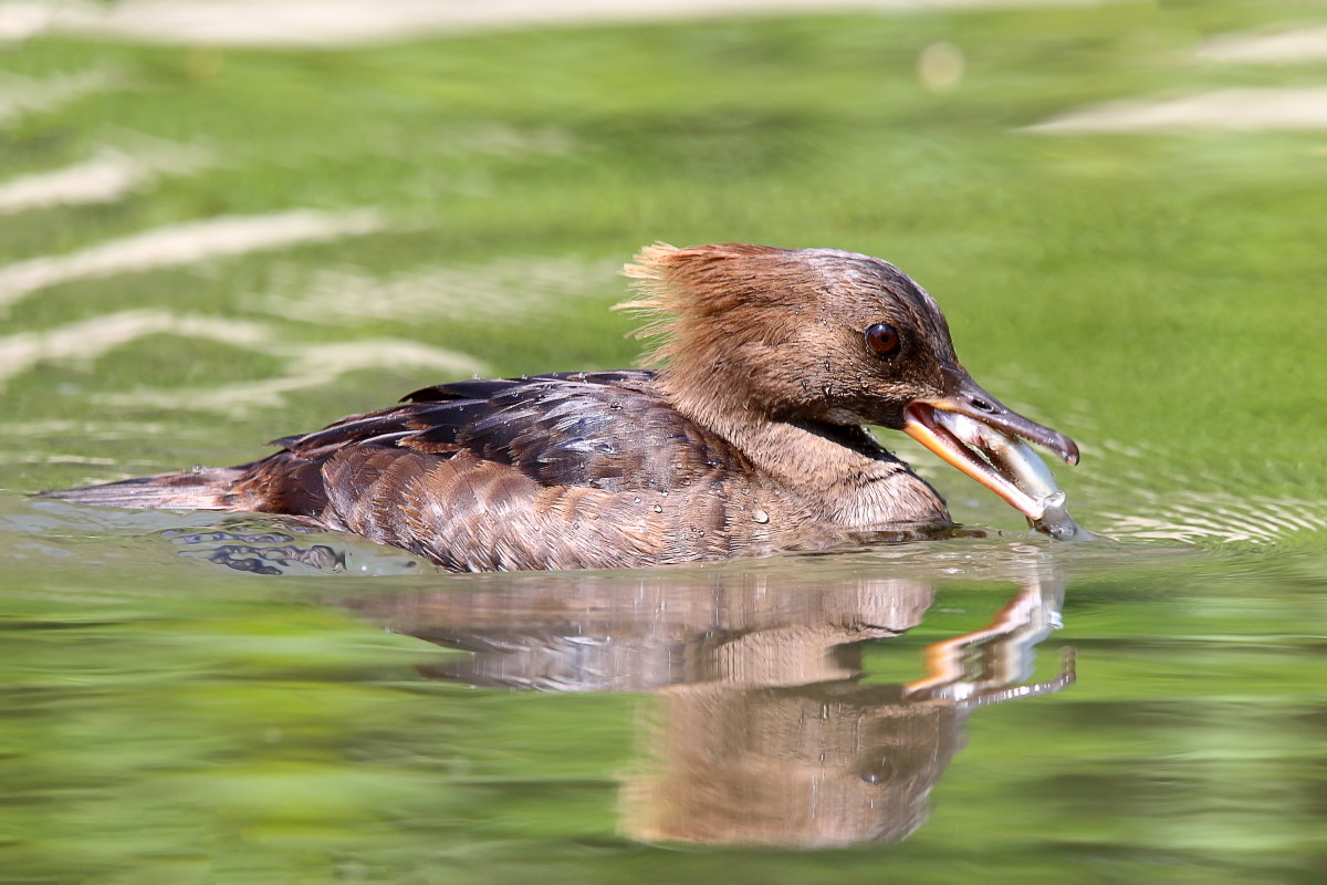 Smergo dal ciuffo con preda