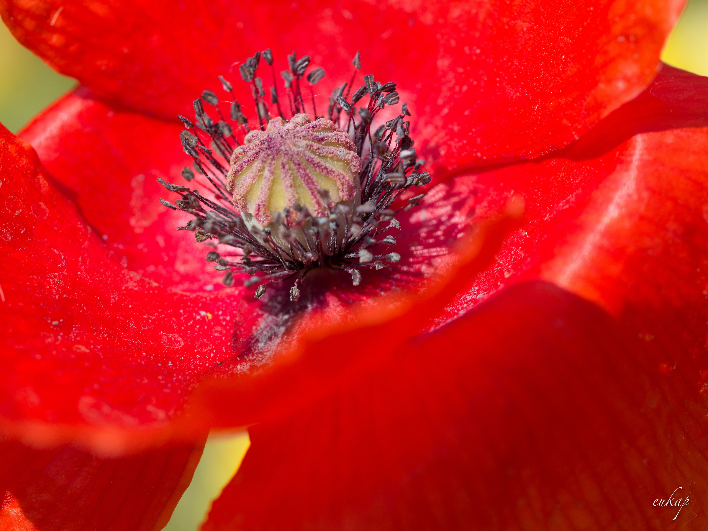 red poppy
