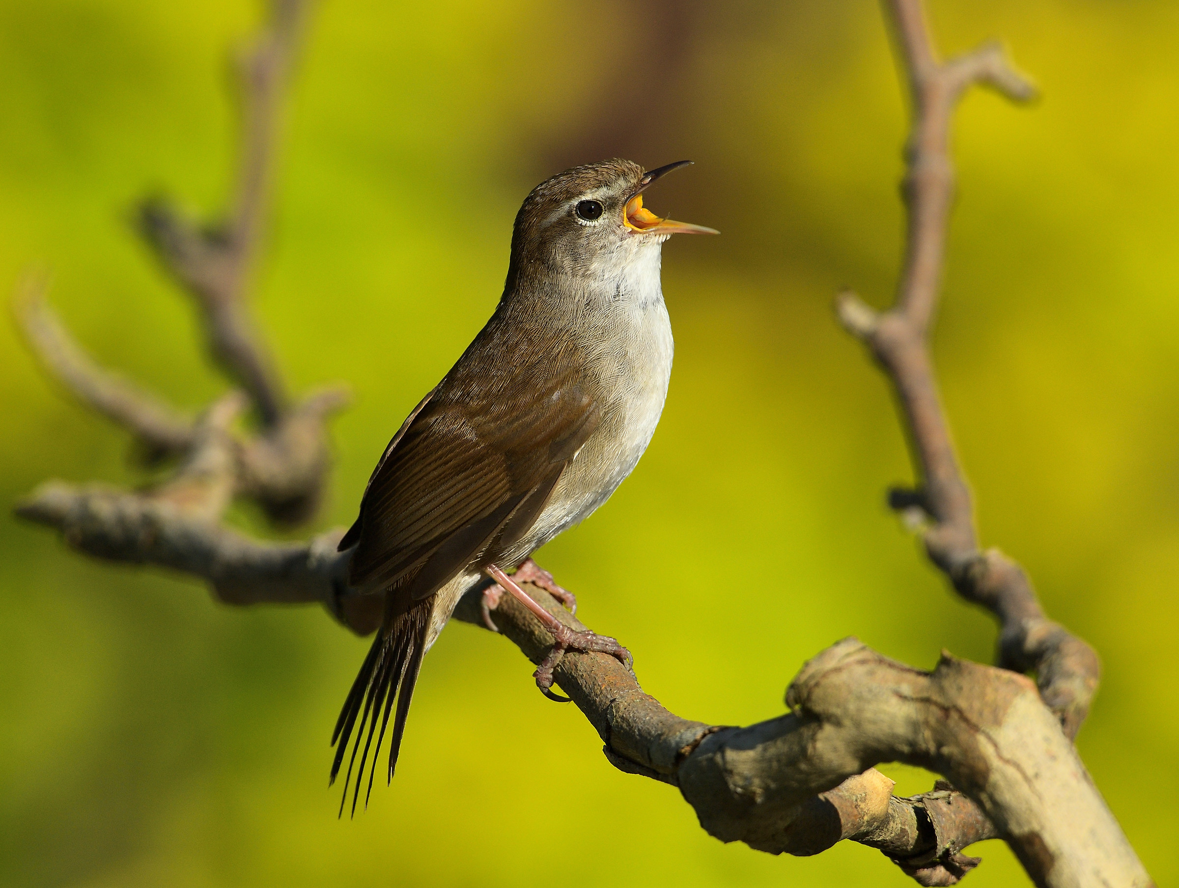 Cetti's warbler "singing"