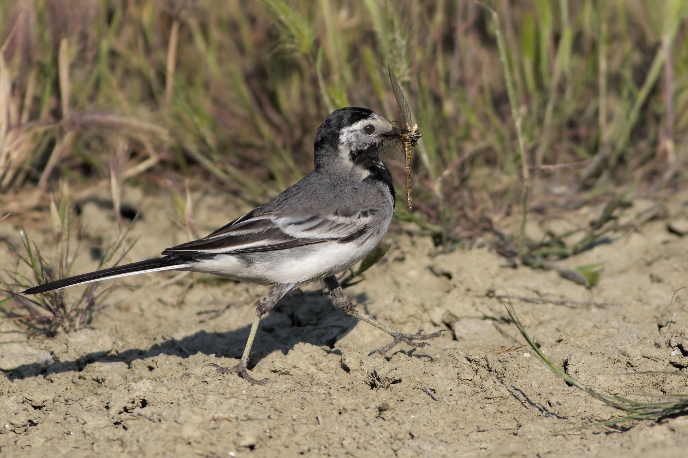 White Wagtail with prey