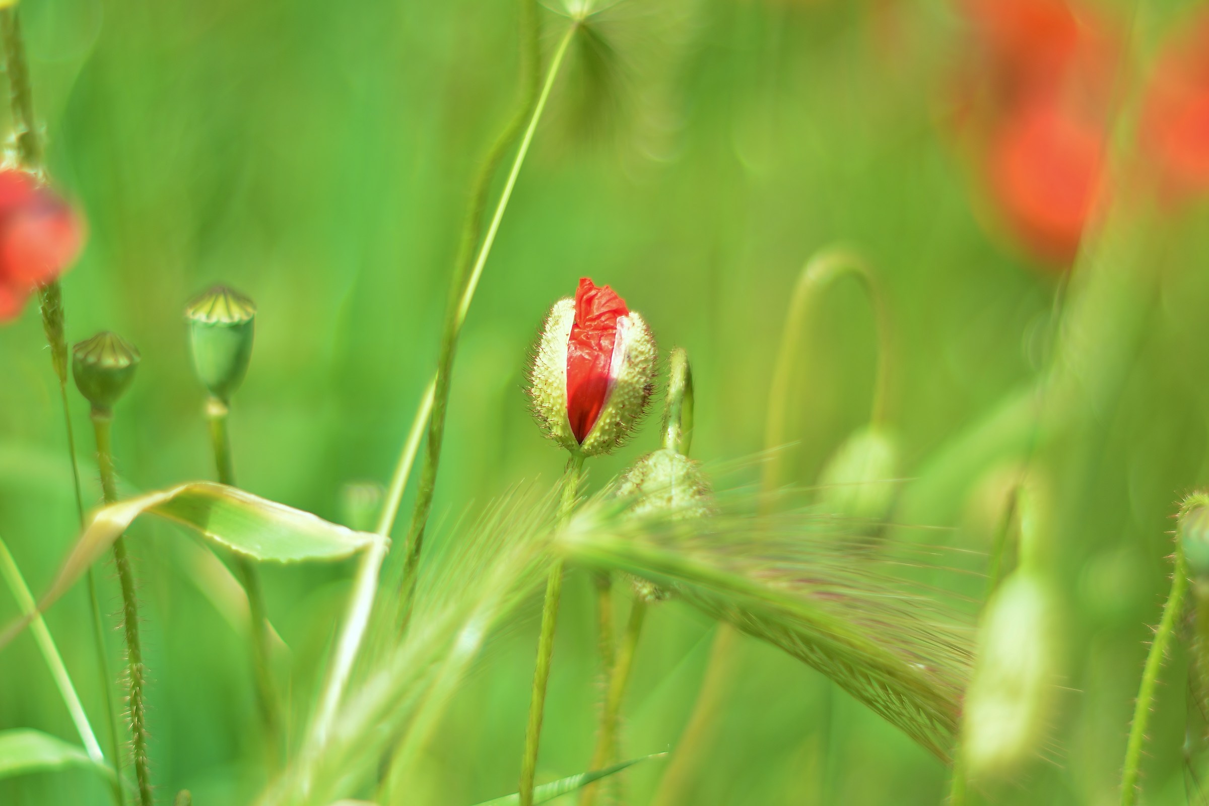 Not only evanescence