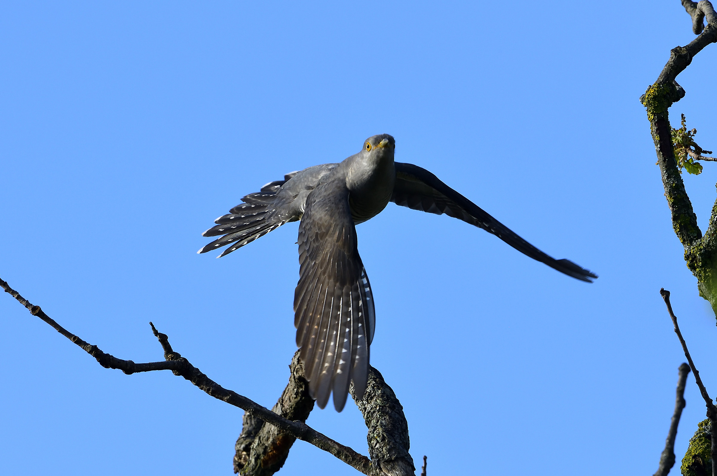 Cuckoo the detachment