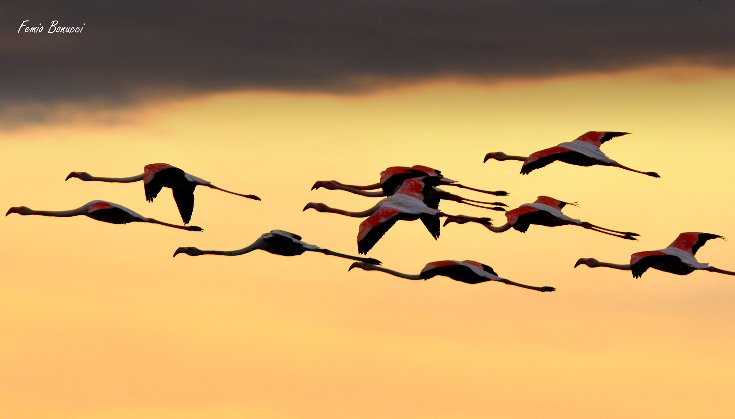 flying flamingos