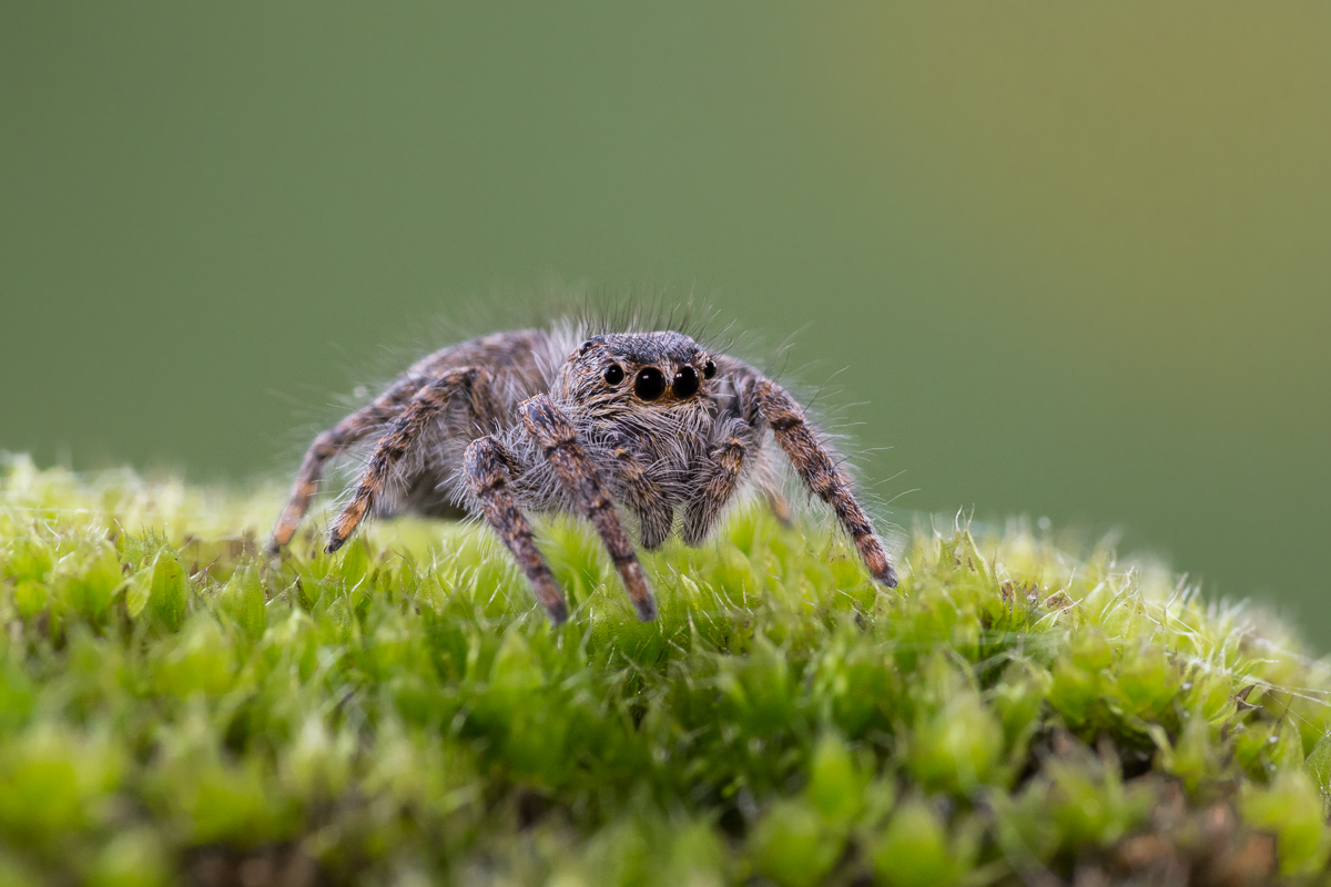 Spider salticida (species to be determined ...)