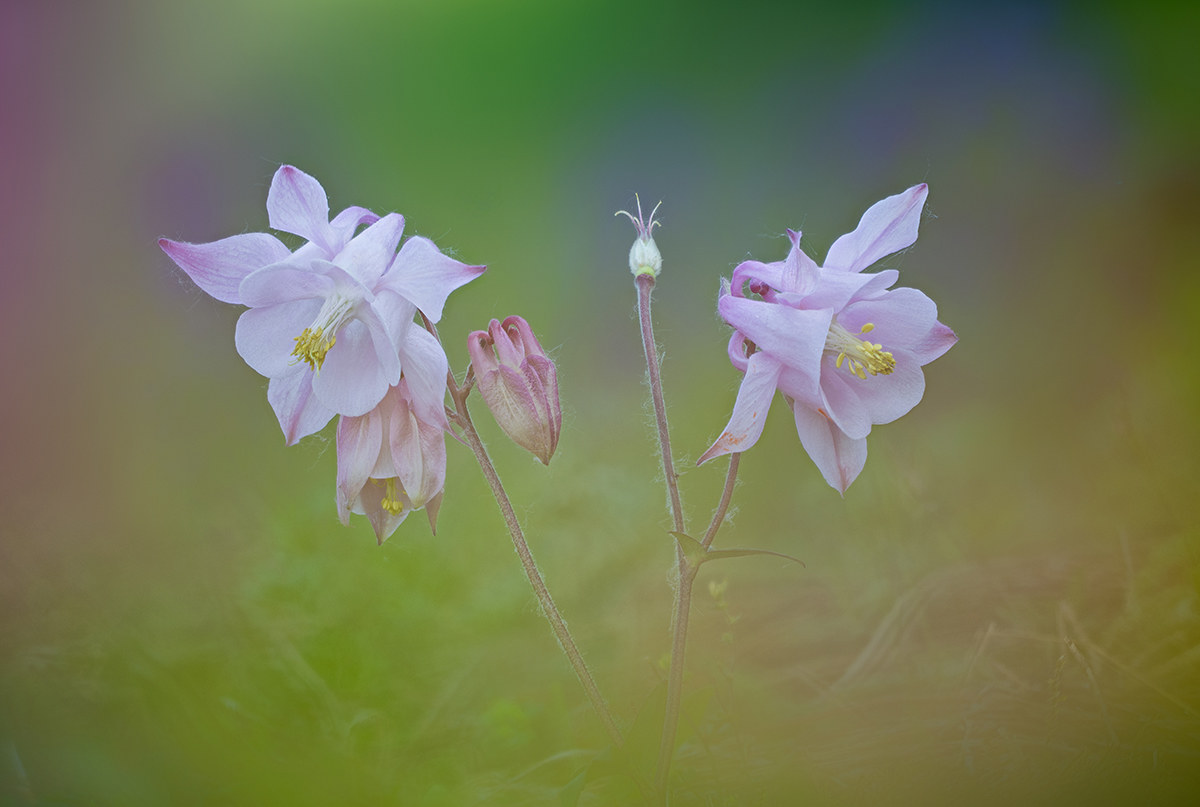 columbines