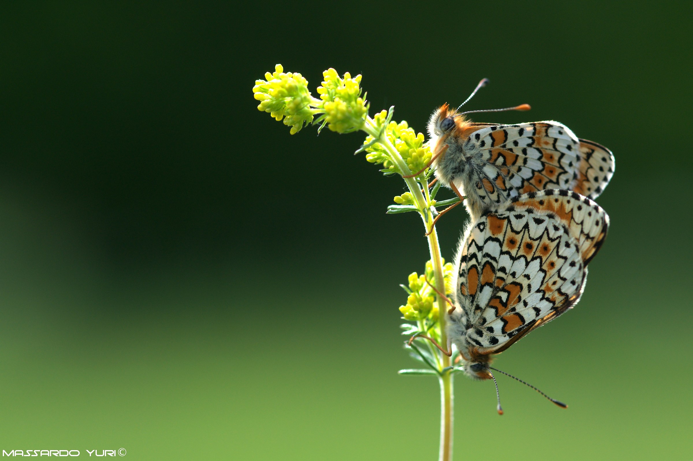 Melitaea didima