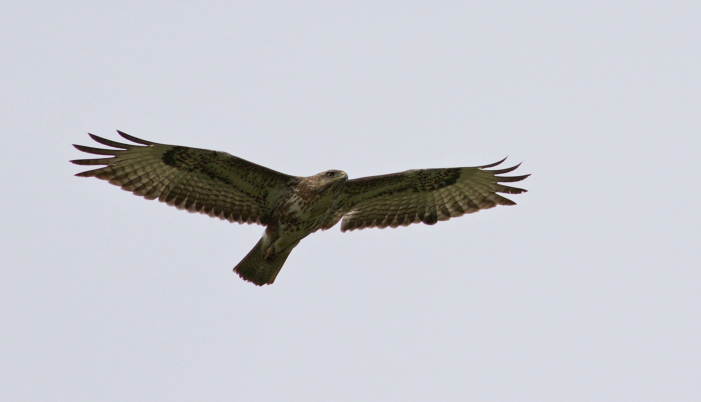 buzzard