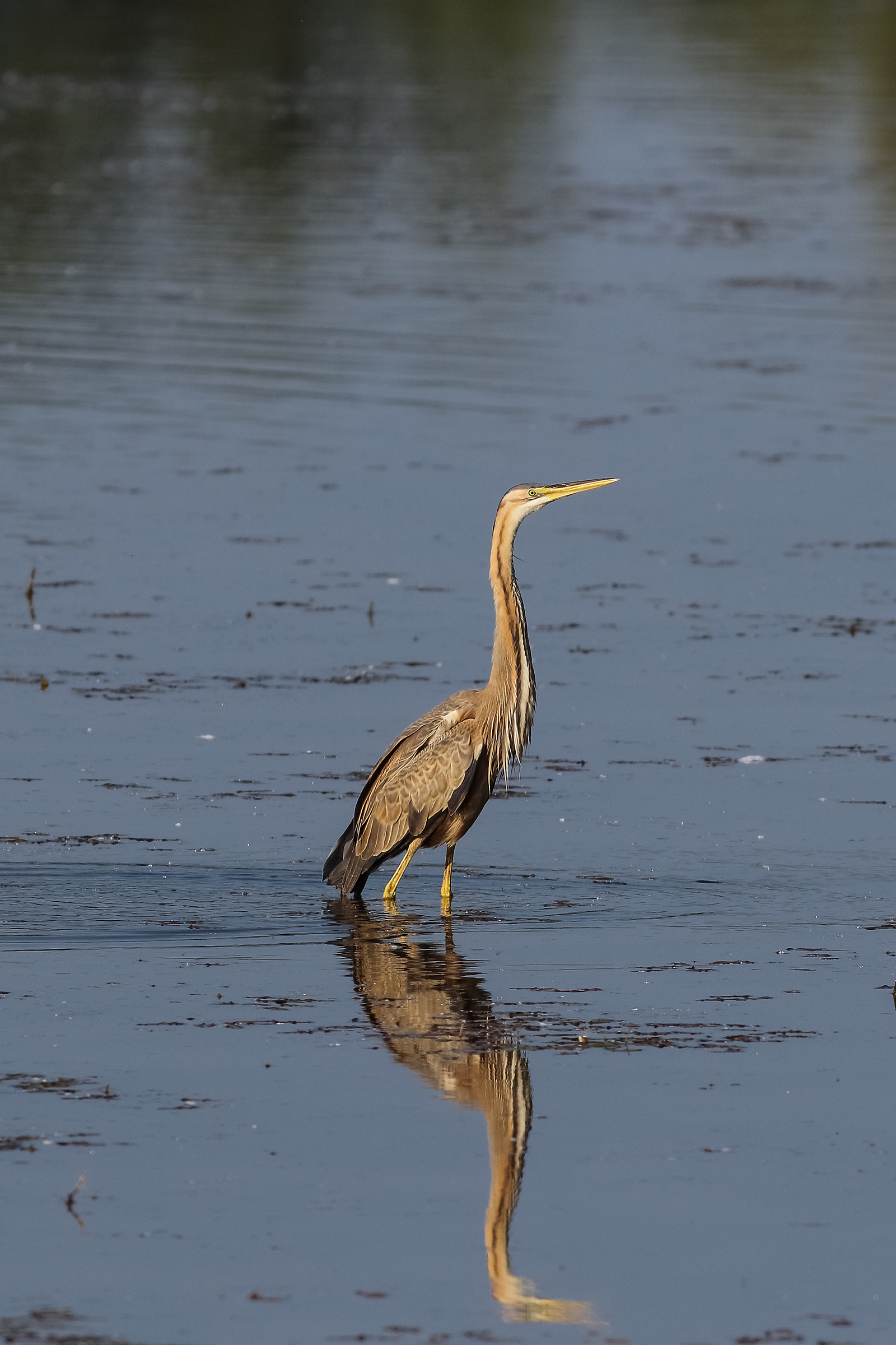 Purple Heron