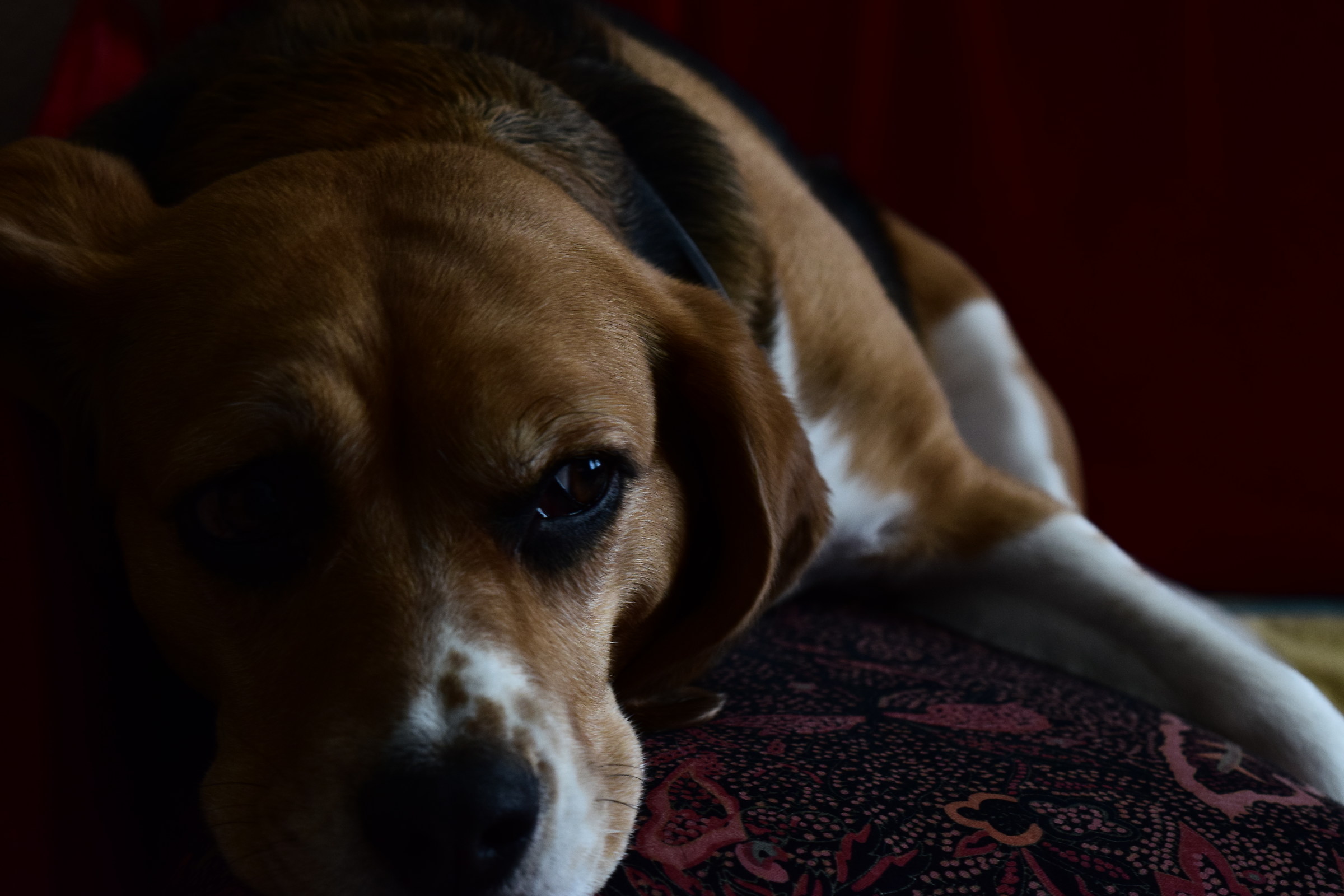 Luna, il beagle poser