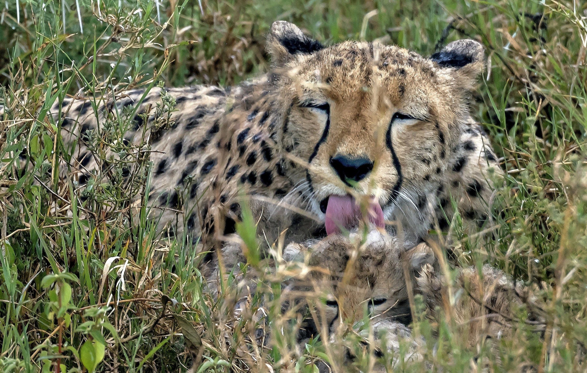 Tanzania 2016 - Nella savana