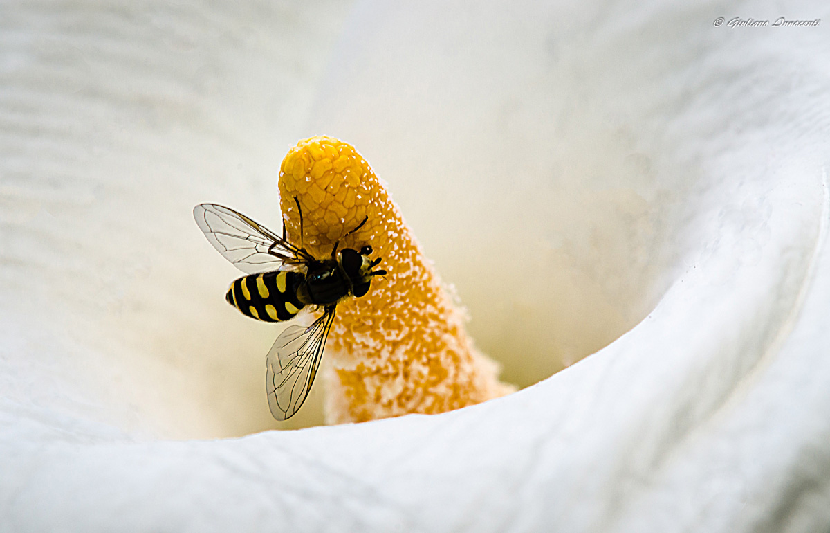 La calla con l'inquilino