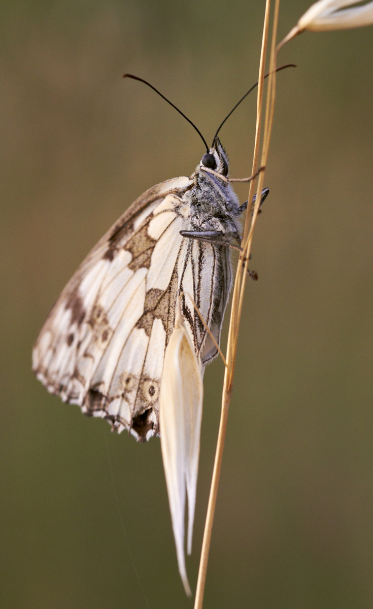 Workshop Macro PC - Butterfly (vertical)