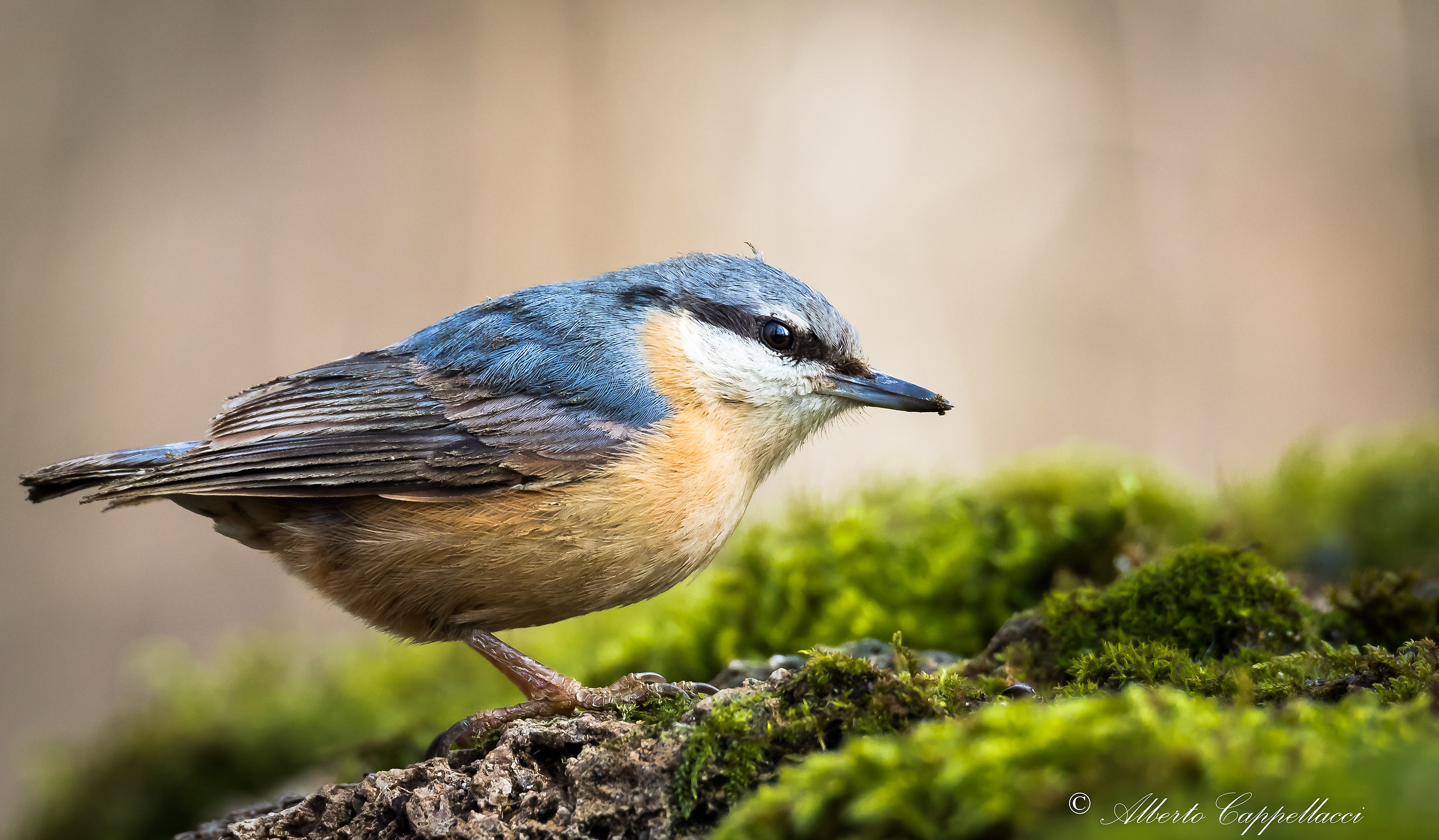 Picchio muratore (Sitta europaea)