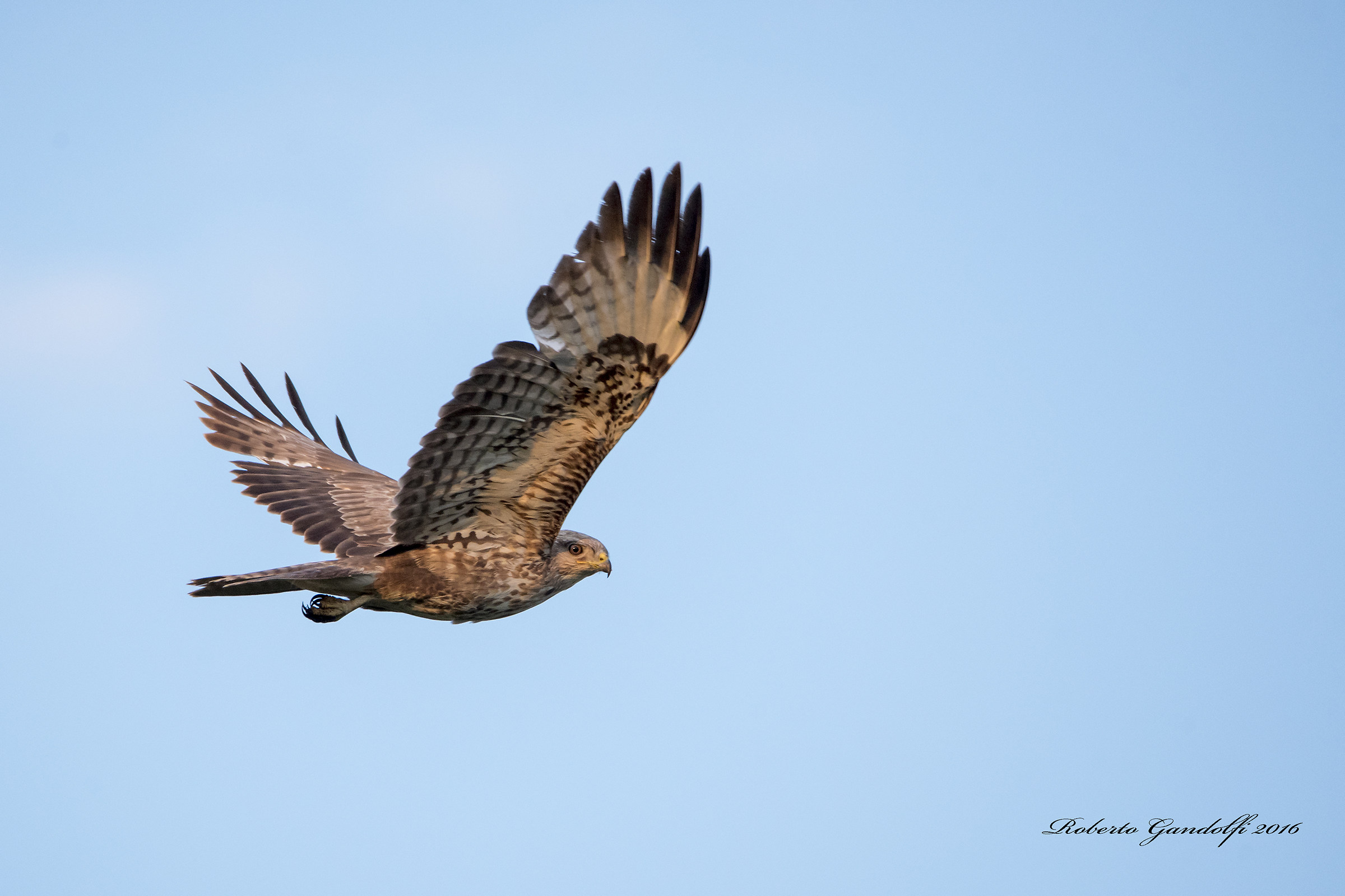 Hawk flying low