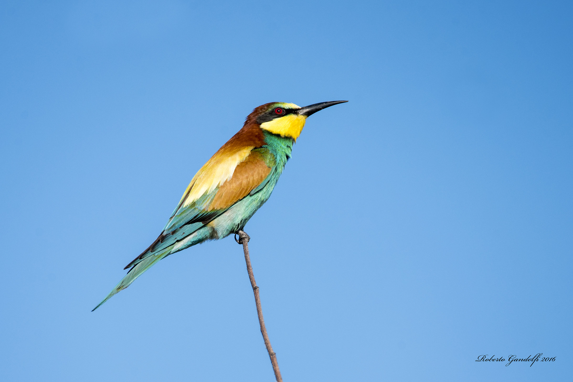Solitary bee-eater