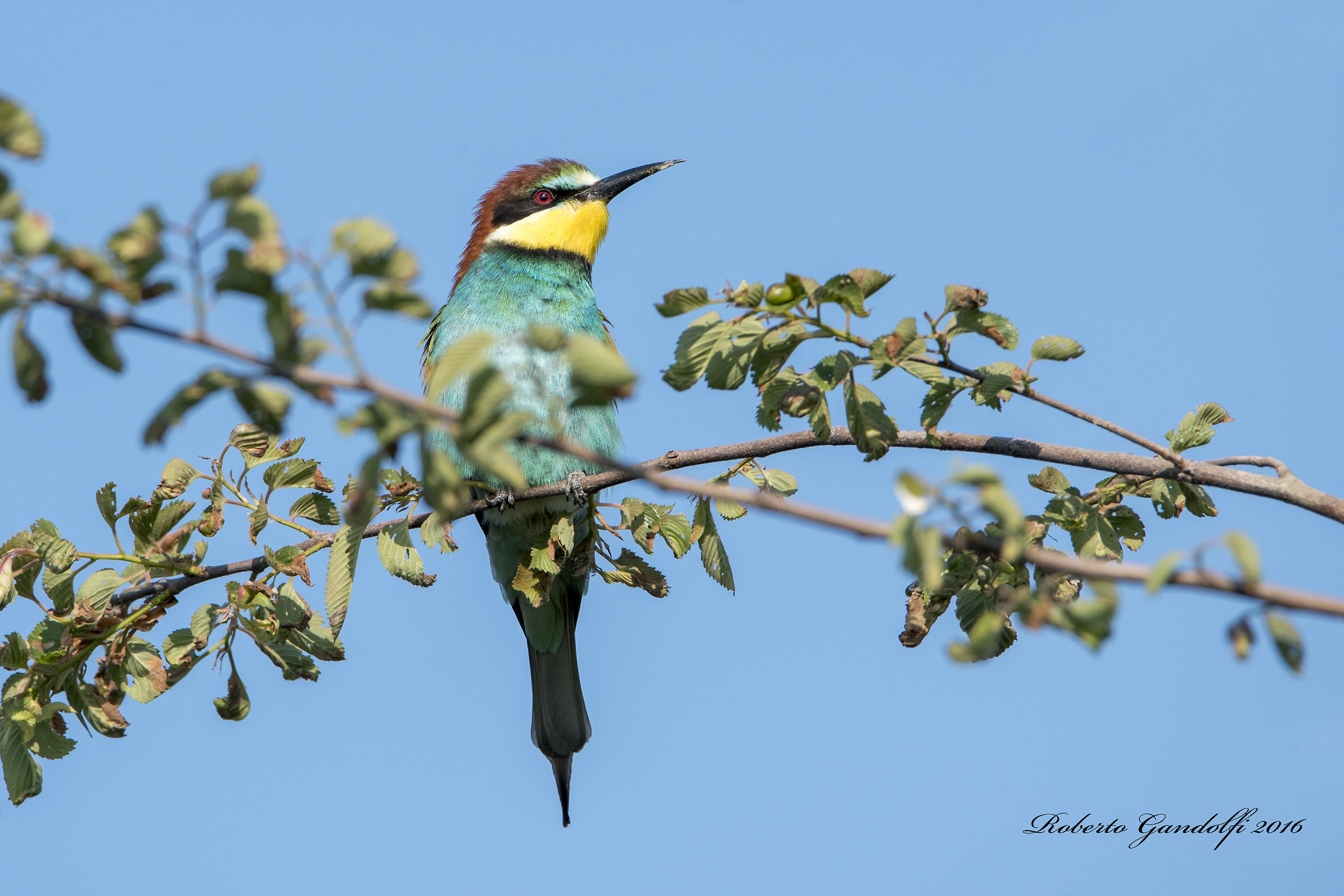 Bee Eater