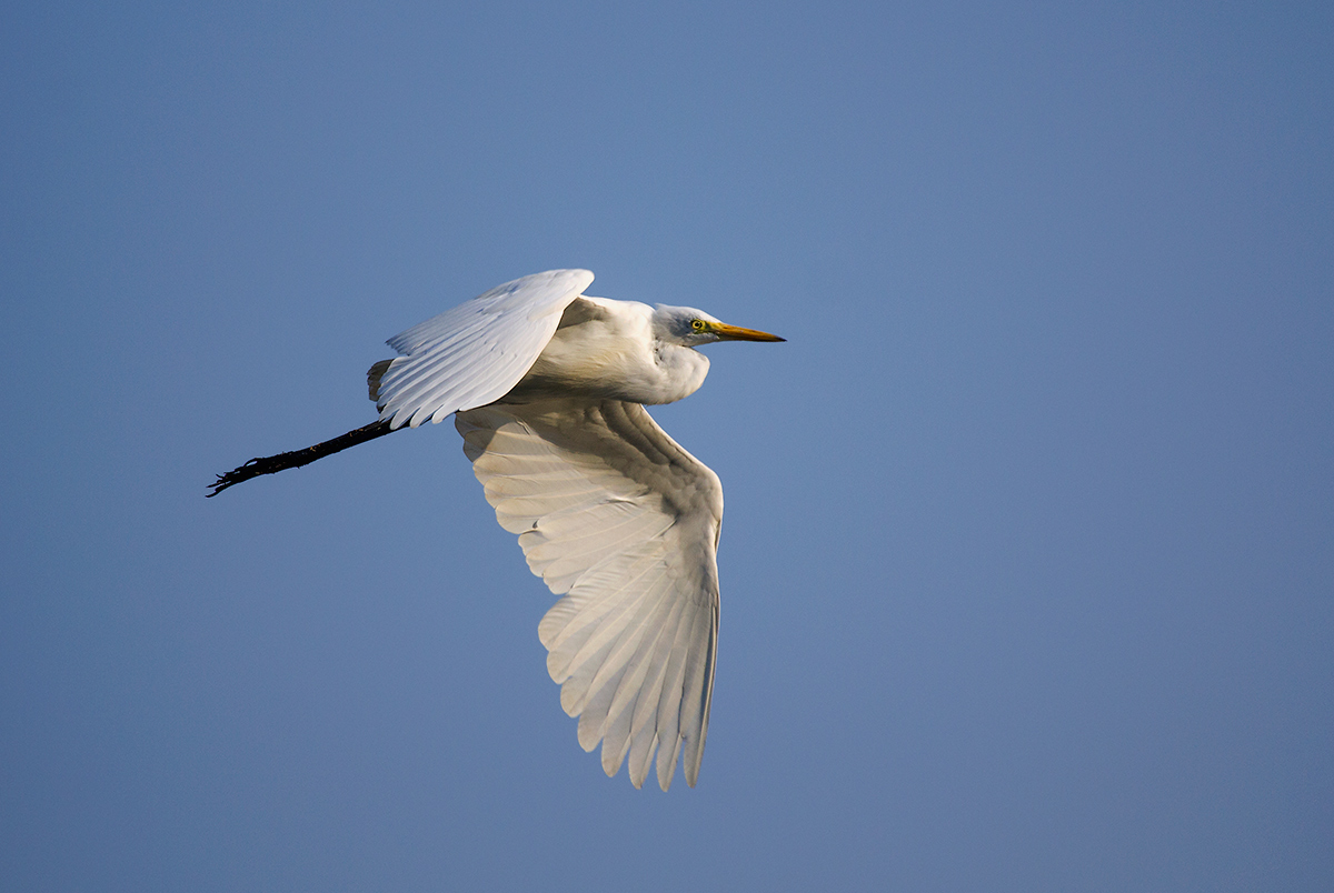 Cattle Egret.
